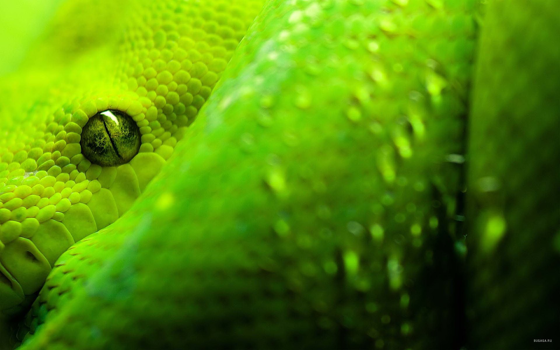 Скачать картинку Змея, Рептилии, Глаз, Зеленый, Животные в телефон бесплатно.