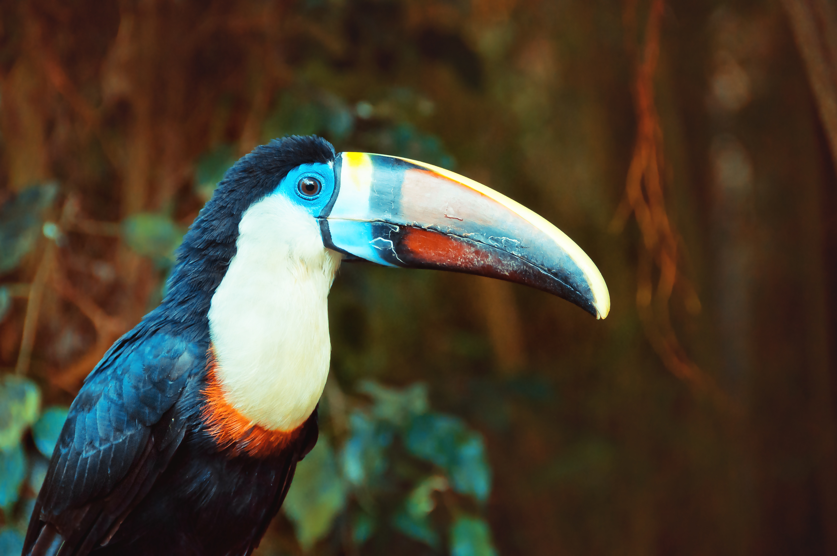 Téléchargez des papiers peints mobile Animaux, Oiseau, Toucan, Des Oiseaux gratuitement.