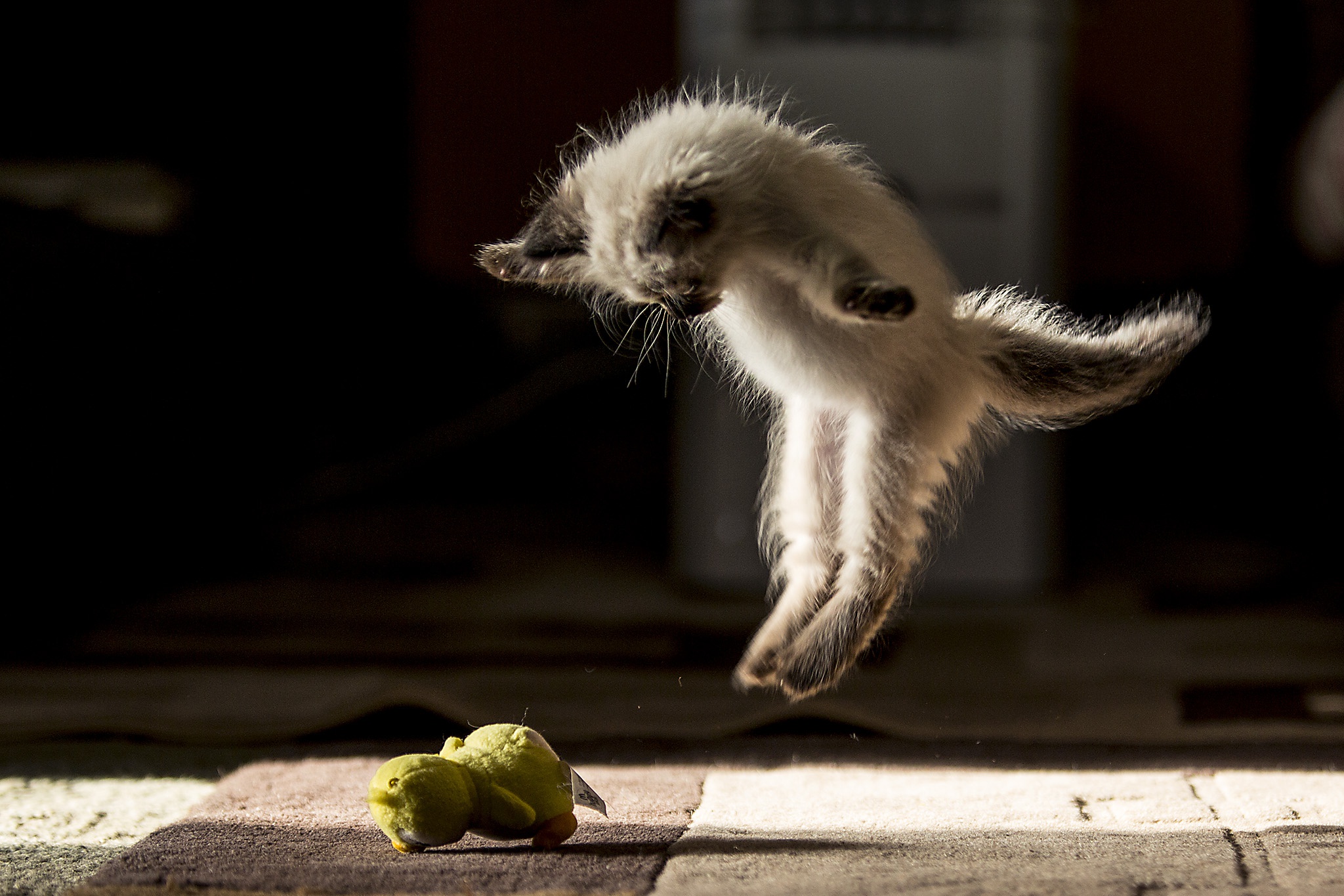 Download mobile wallpaper Cats, Cat, Animal, Jump for free.
