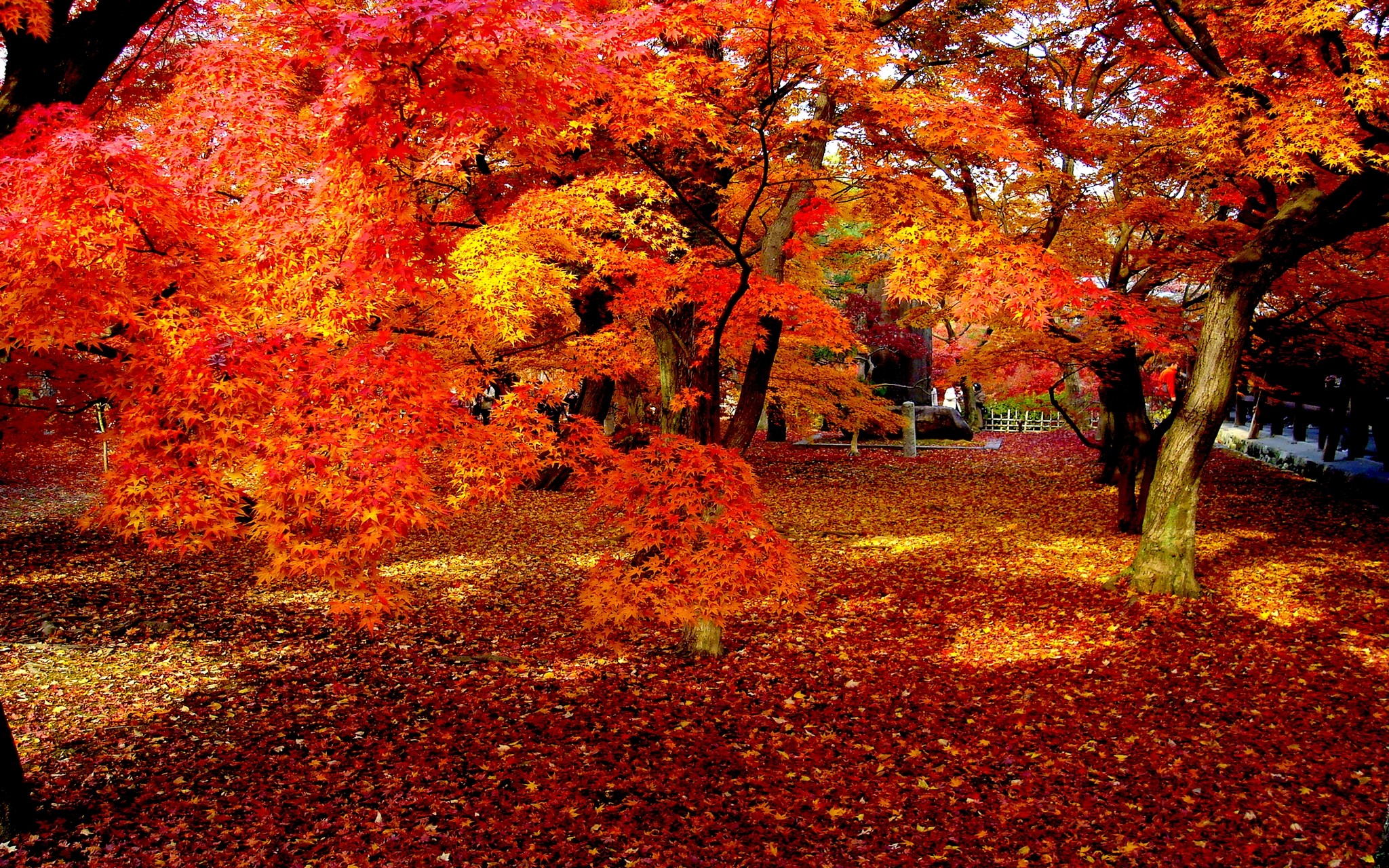 無料モバイル壁紙木, 秋, 葉, 公園, 写真撮影, マンメイドをダウンロードします。