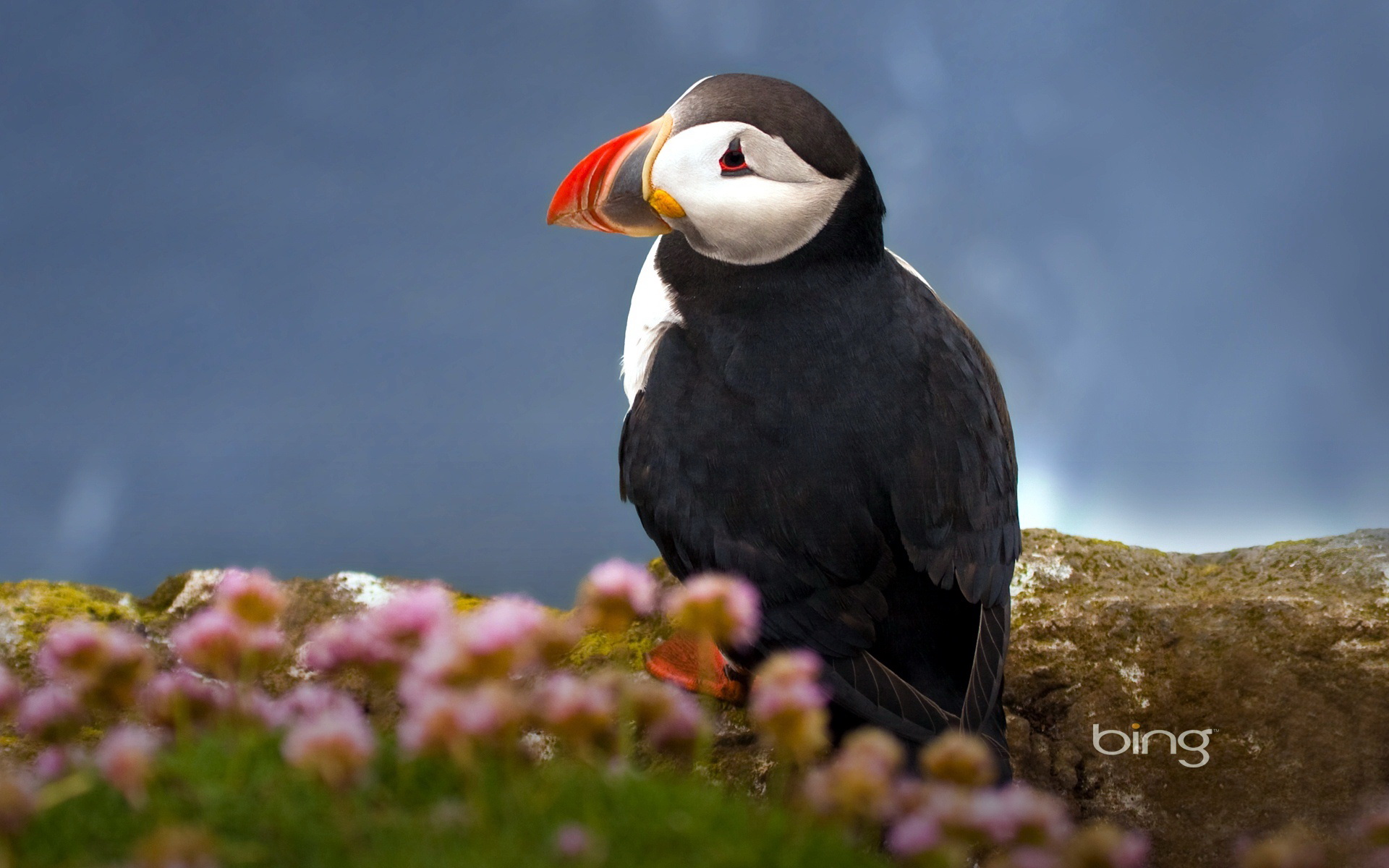 Download mobile wallpaper Puffin, Bird, Birds, Animal for free.