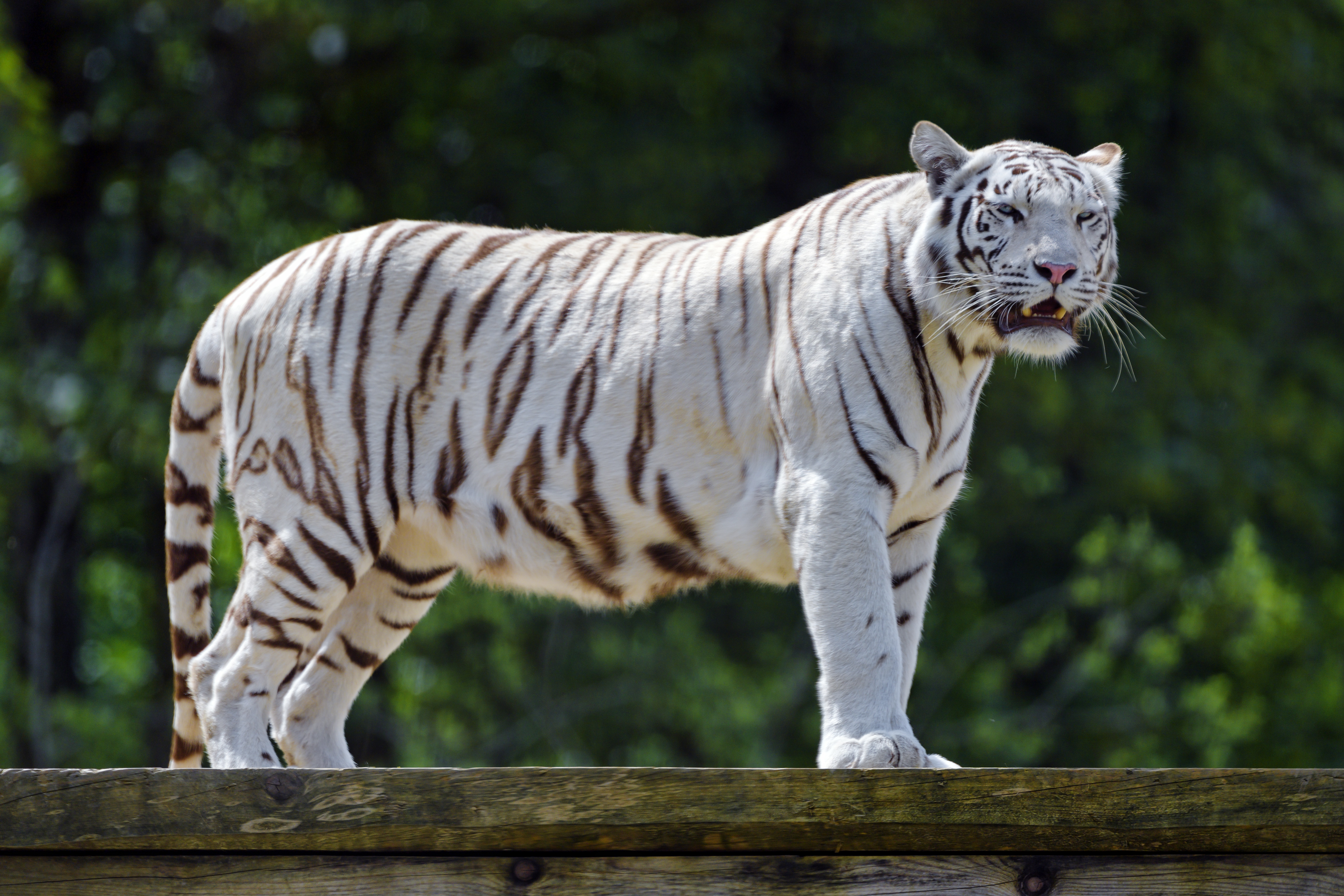 130677 скачать картинку бенгальский тигр, животные, хищник, большая кошка, тигр, клыки, пасть - обои и заставки бесплатно