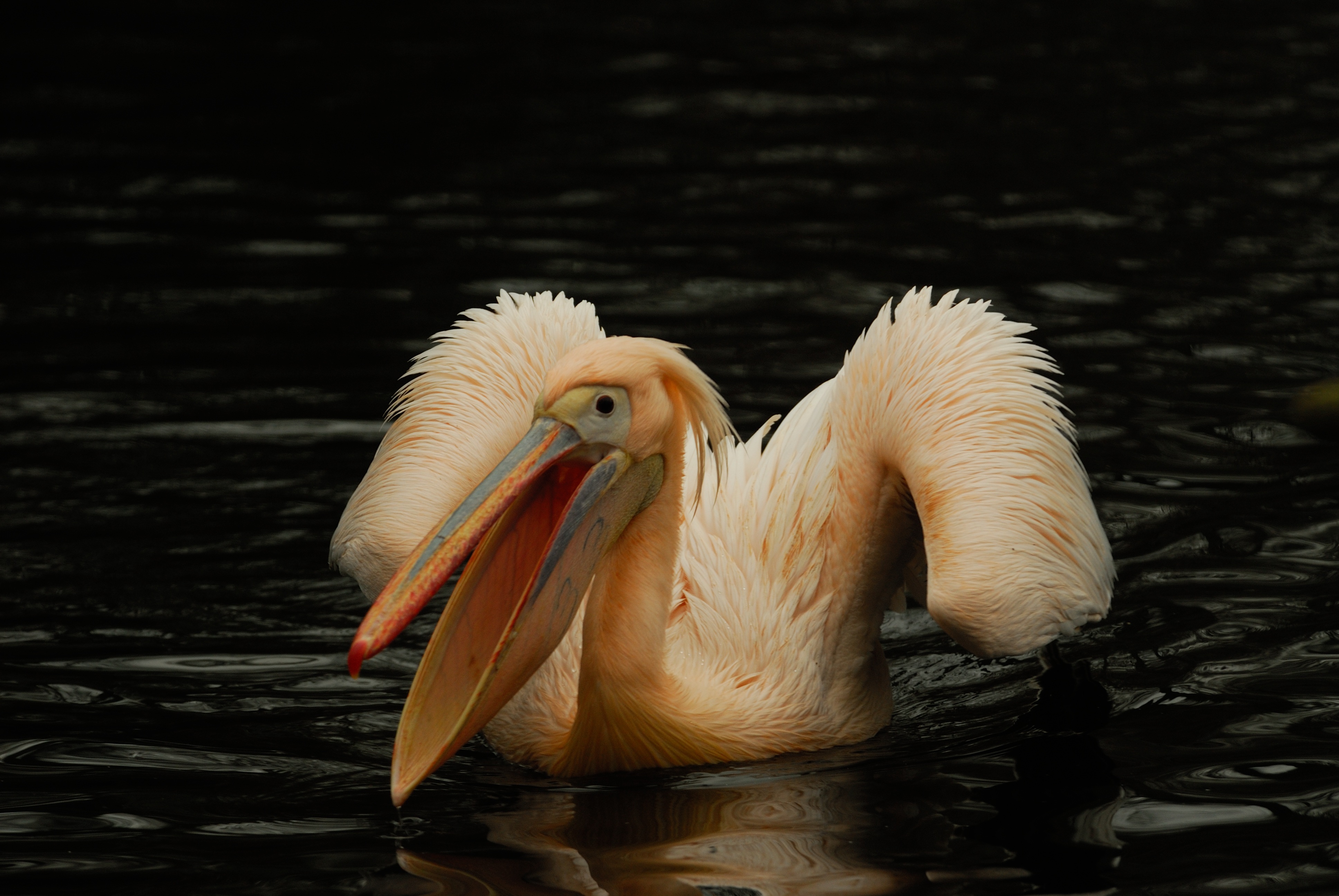 Download mobile wallpaper Pelican, Animals, Water, Bird, Pink for free.