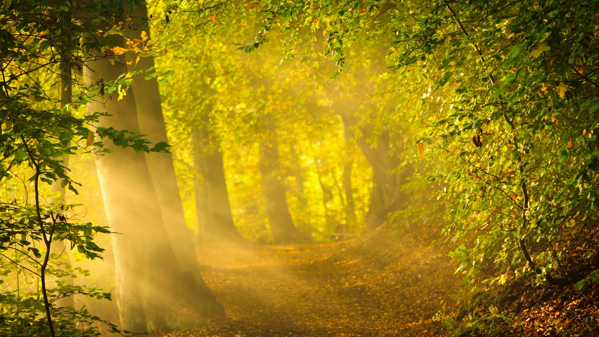 Free download wallpaper Forest, Tree, Leaf, Earth, Path, Sunbeam on your PC desktop