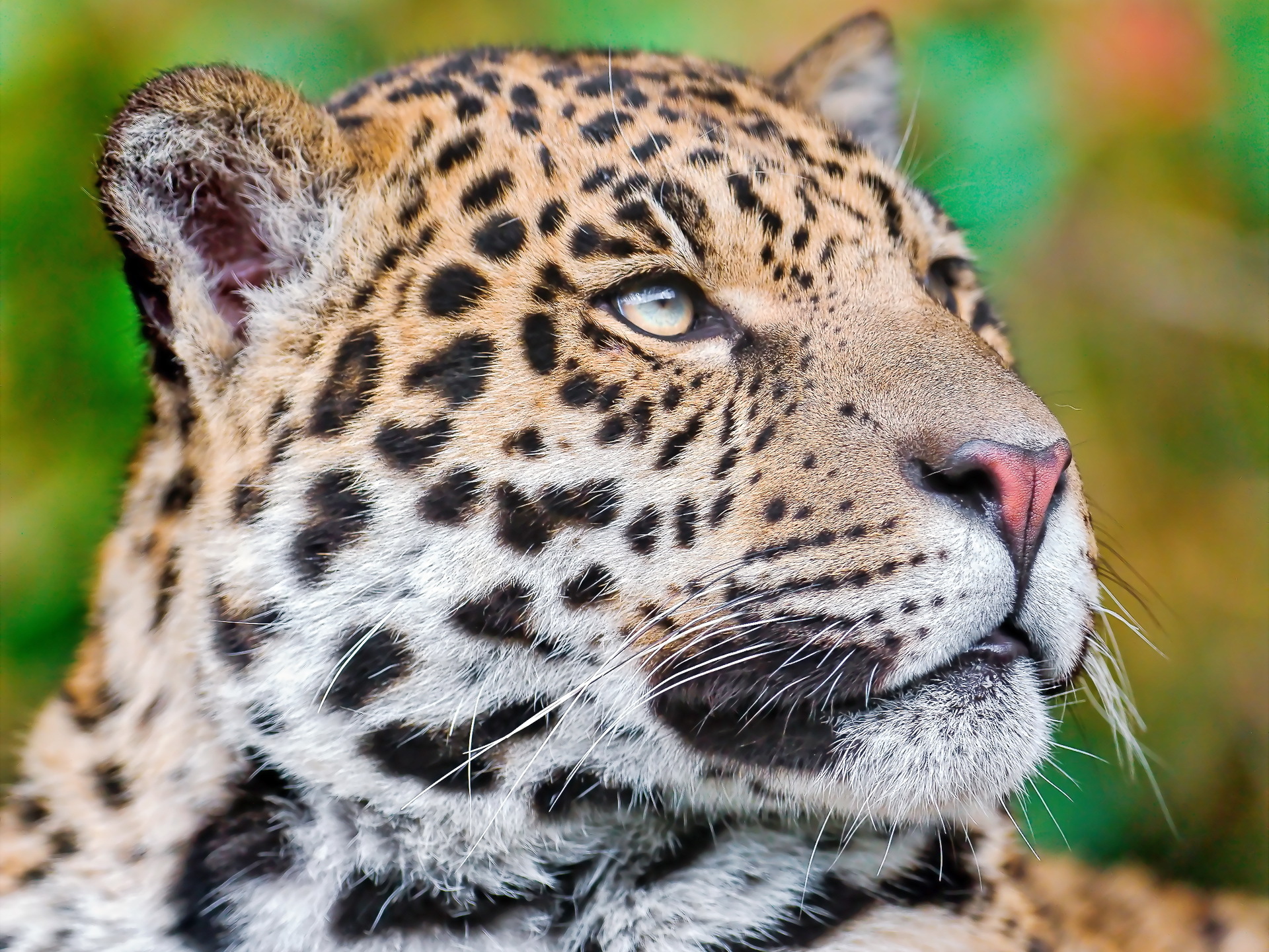 Handy-Wallpaper Leopard, Katzen, Tiere kostenlos herunterladen.