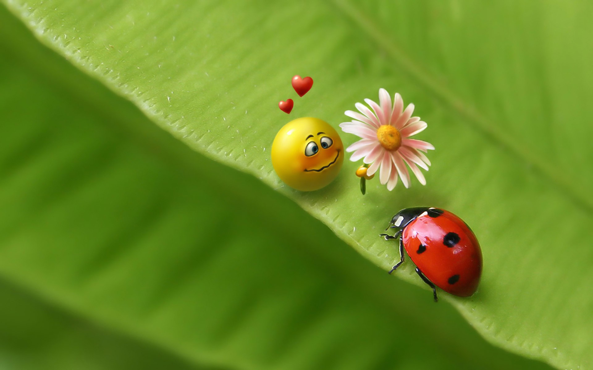 Download mobile wallpaper Ladybug, Humor for free.