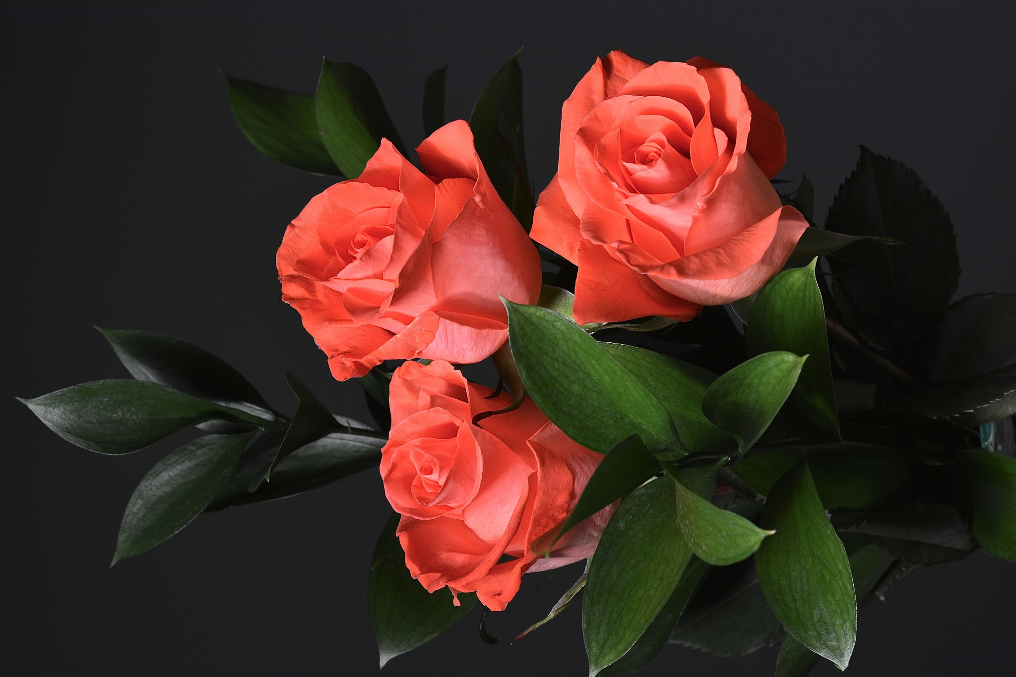Скачать обои бесплатно Цветок, Роза, Земля/природа, Оранжевый Цветок, Флауэрсы картинка на рабочий стол ПК