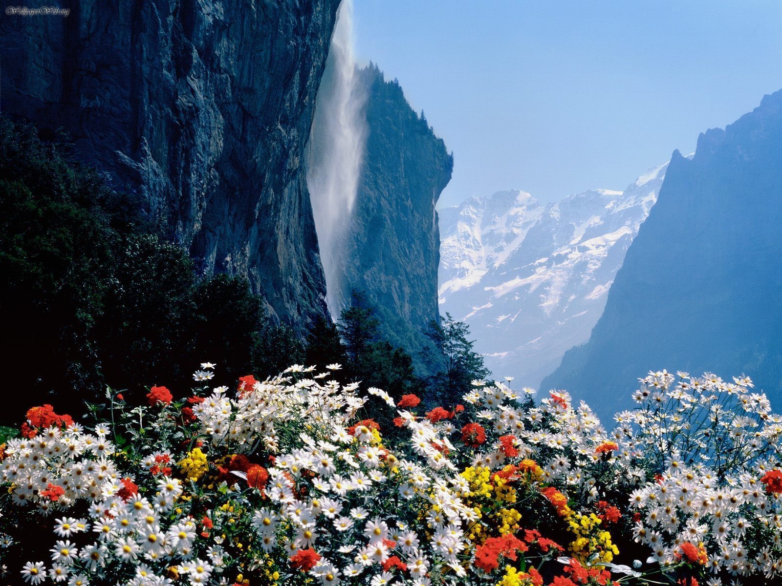 Скачать картинку Гора, Цветок, Водопад, Альпы, Швейцария, Белый Цветок, Земля/природа в телефон бесплатно.