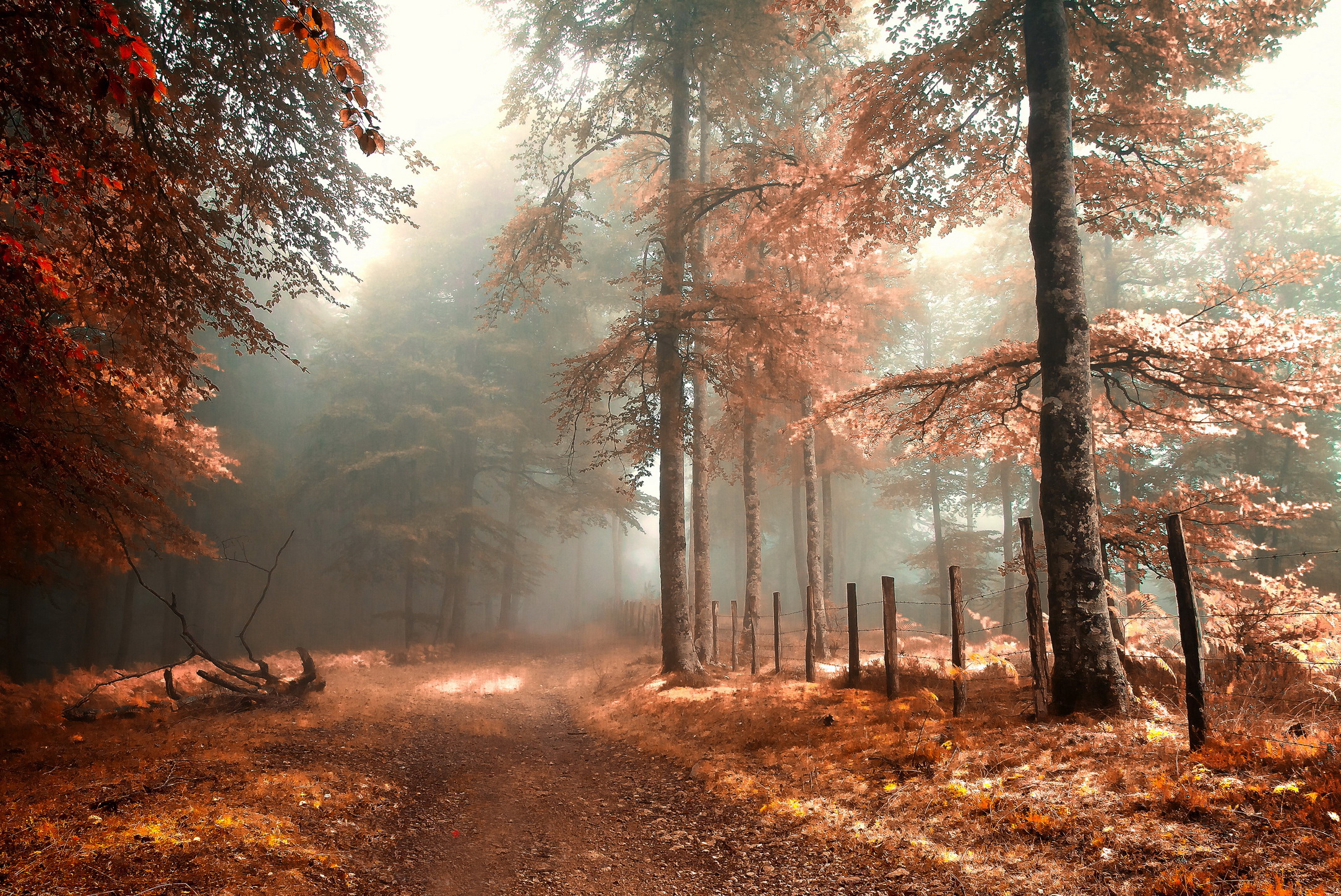 Horizontal Wallpaper fog, fall, path, earth, forest