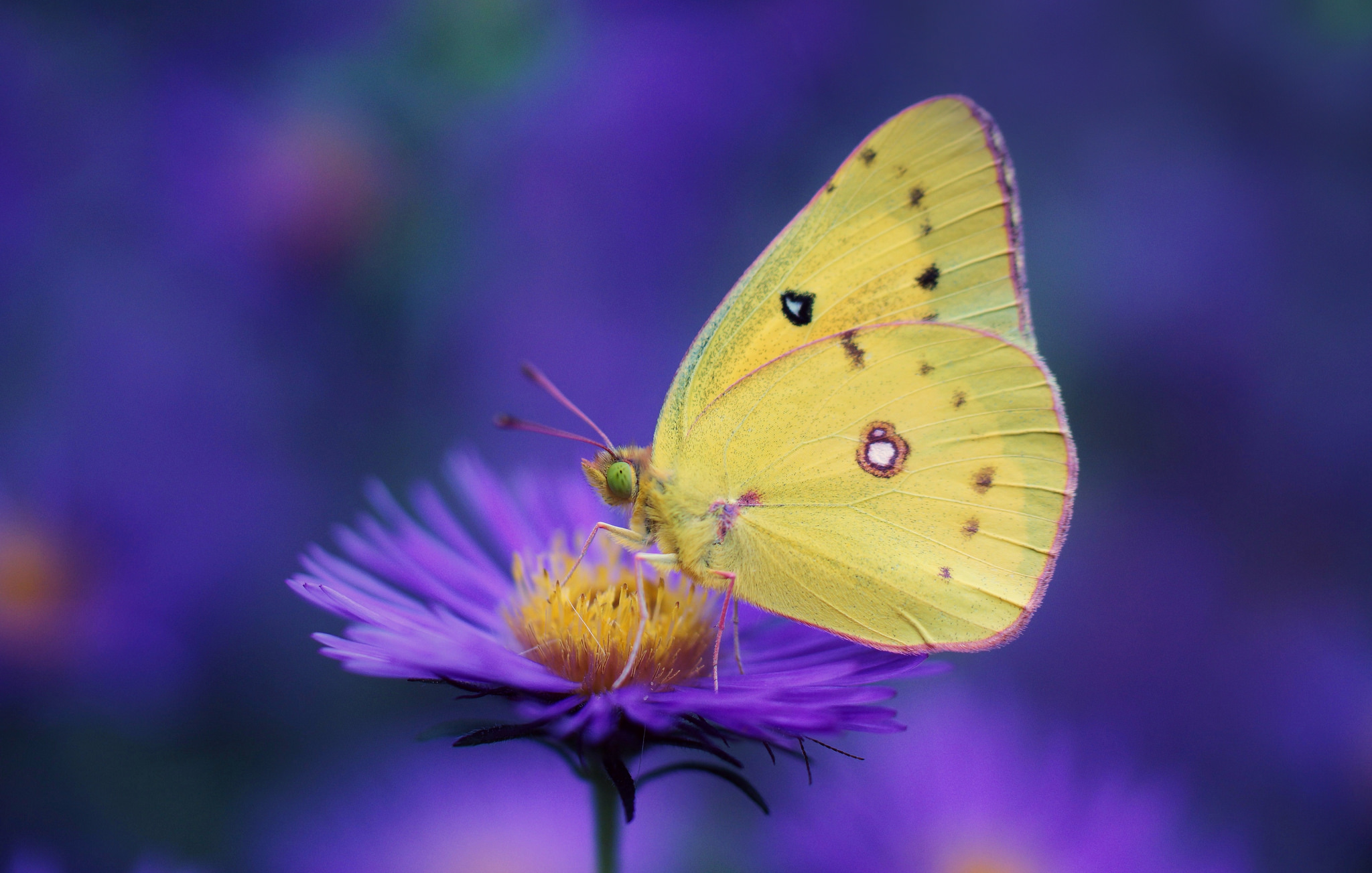 Download mobile wallpaper Flower, Macro, Blur, Insect, Butterfly, Animal, Purple Flower for free.