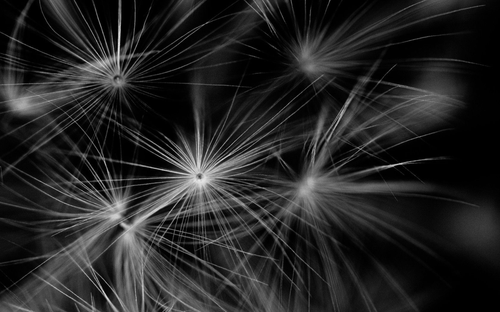 black, dandelion, fluff, plant, bw, chb, fuzz for android