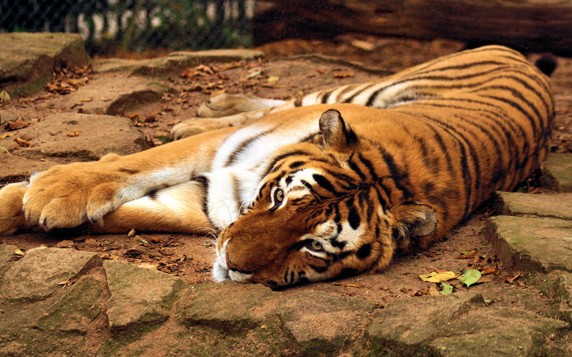 Baixar papel de parede para celular de Animais, Tigre gratuito.