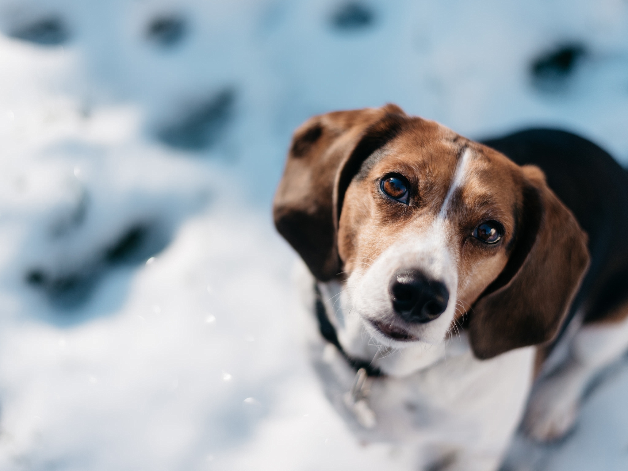 Free download wallpaper Dogs, Dog, Muzzle, Animal, Beagle on your PC desktop
