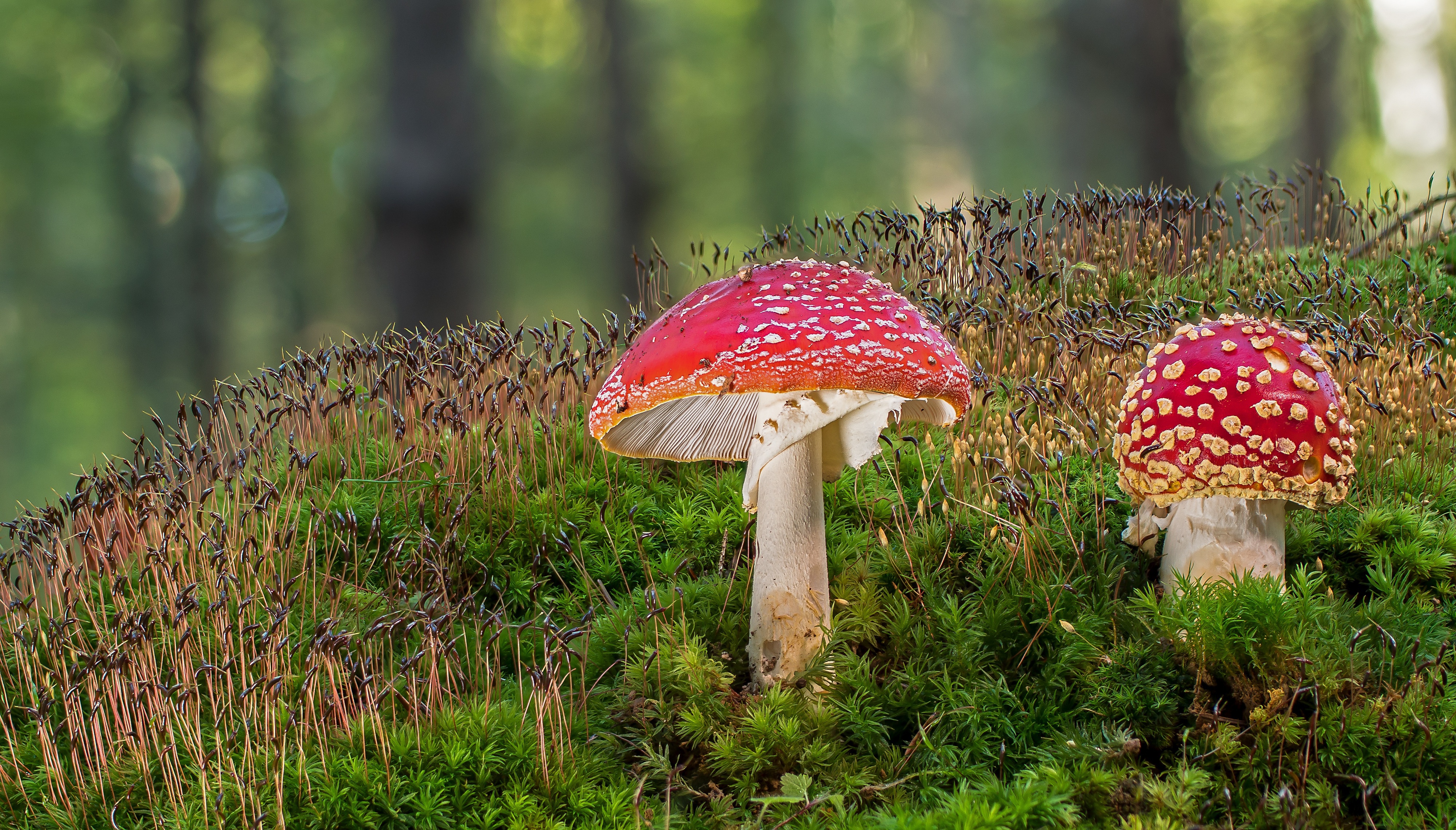 Free download wallpaper Nature, Earth, Mushroom, Moss on your PC desktop