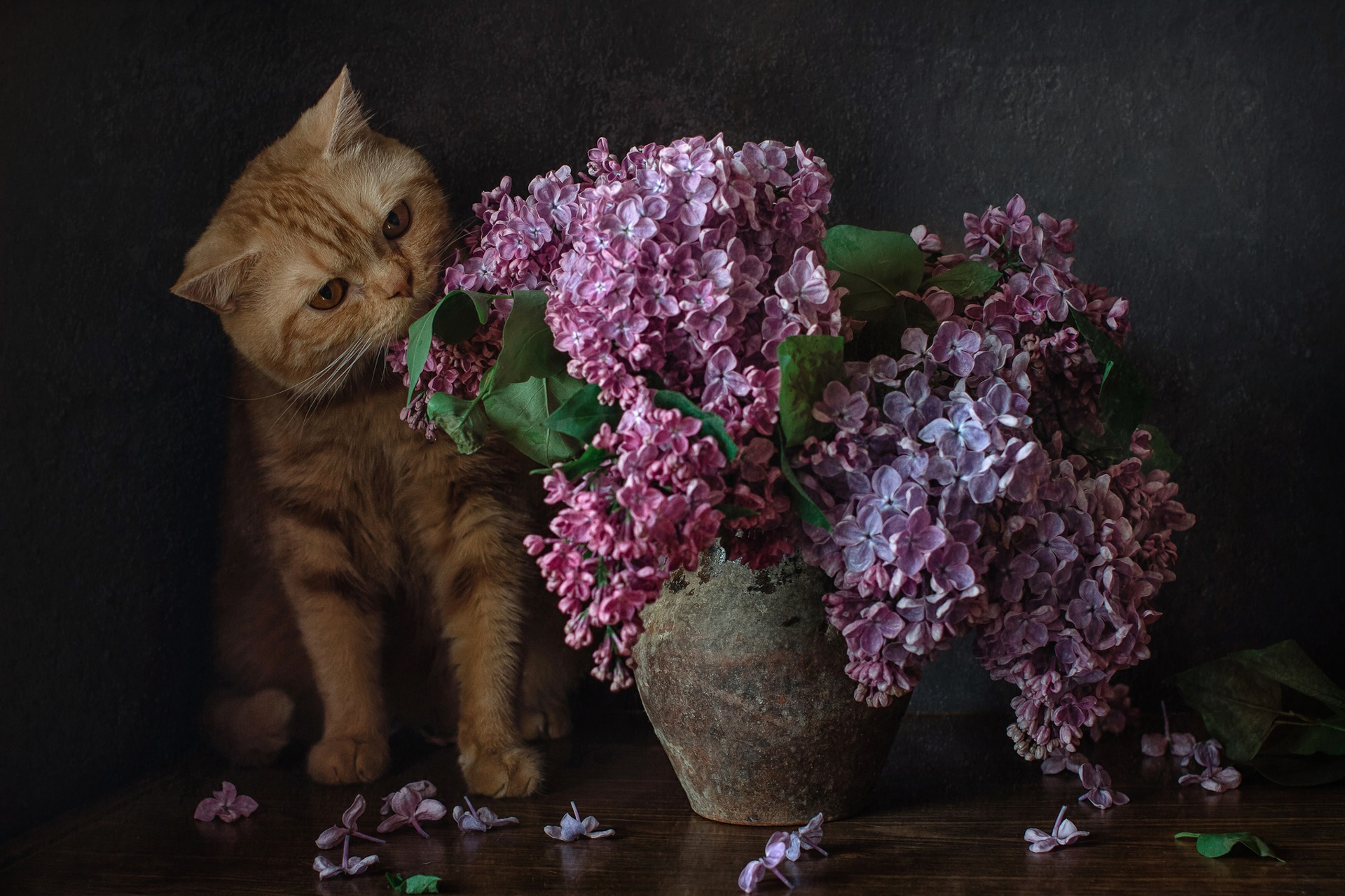 Free download wallpaper Cats, Lilac, Flower, Cat, Animal on your PC desktop