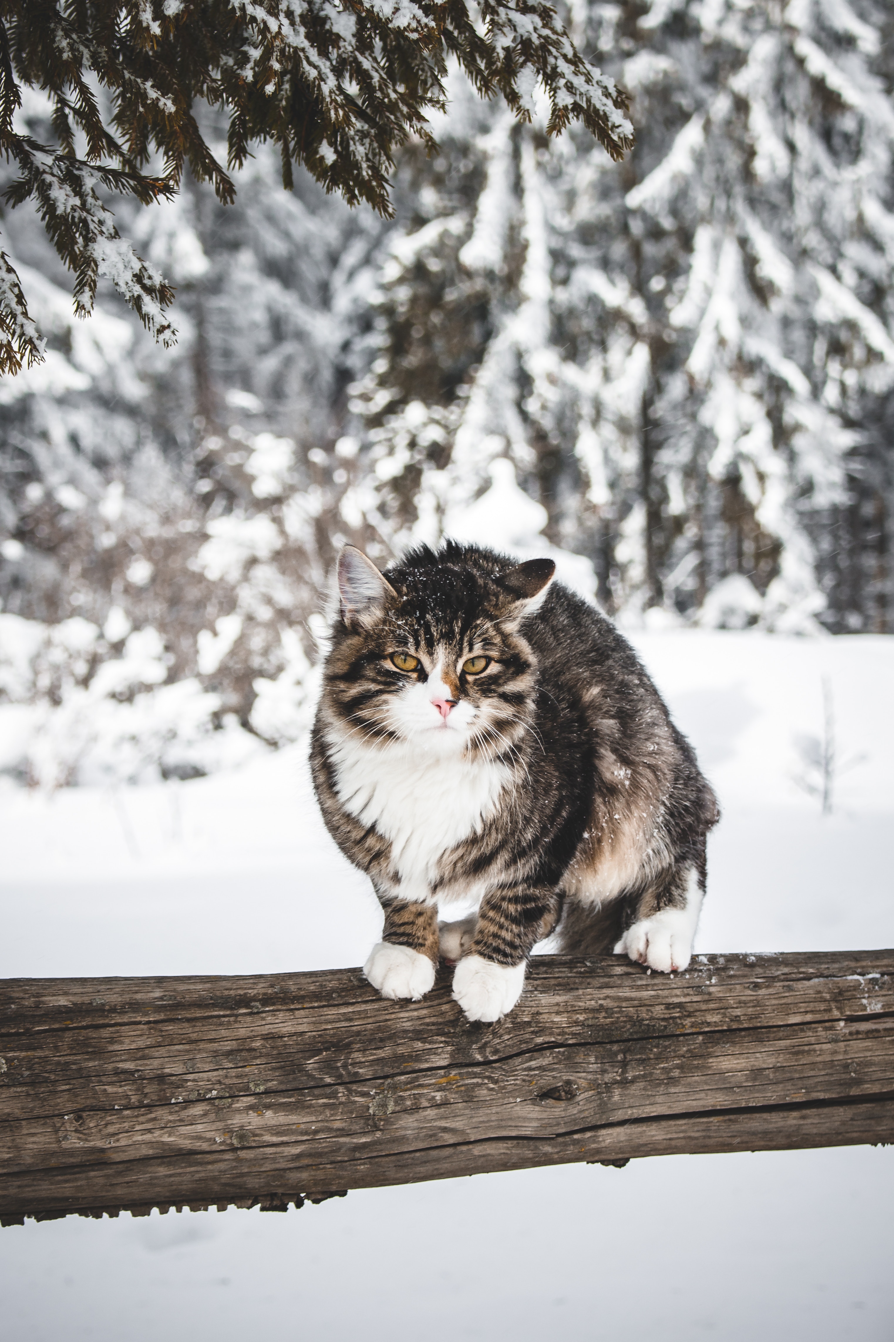 Download mobile wallpaper Wind, Animals, Snow, Winter, Cat for free.
