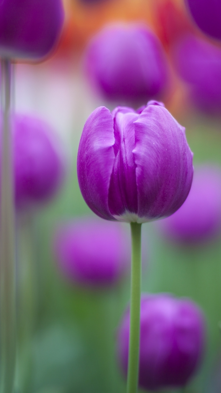 Handy-Wallpaper Blumen, Blume, Tulpe, Erde/natur kostenlos herunterladen.