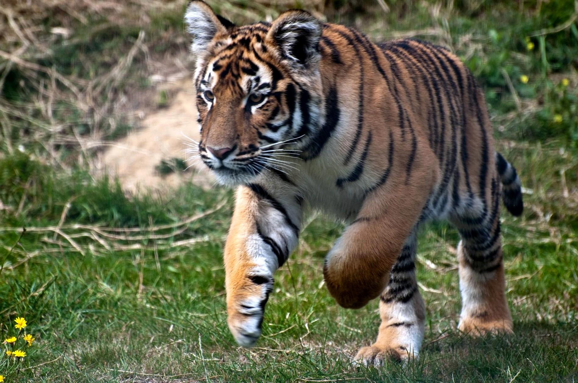Download mobile wallpaper Bounce, Animals, Jump, Grass, Predator, Tiger for free.