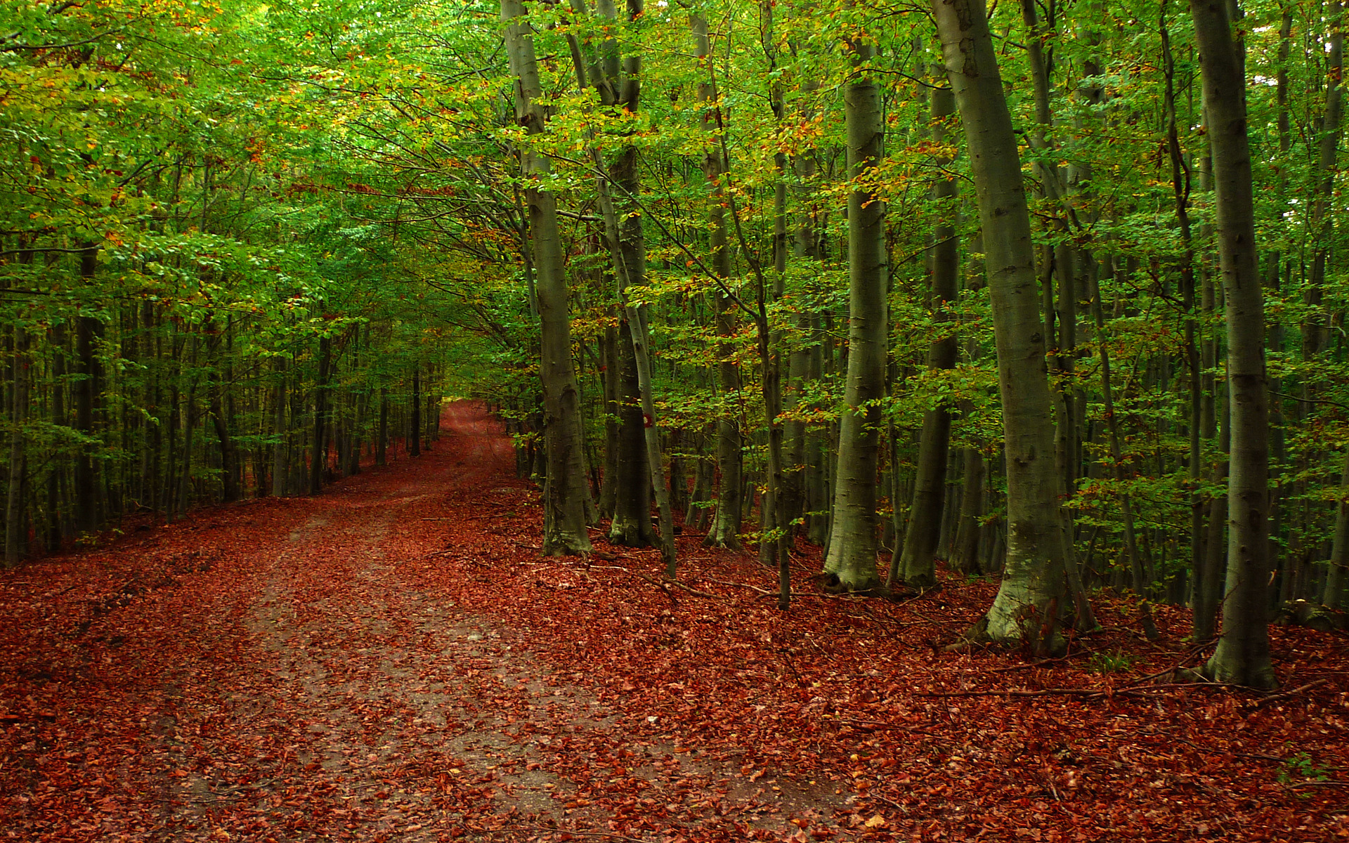 Baixar papel de parede para celular de Floresta, Terra/natureza gratuito.