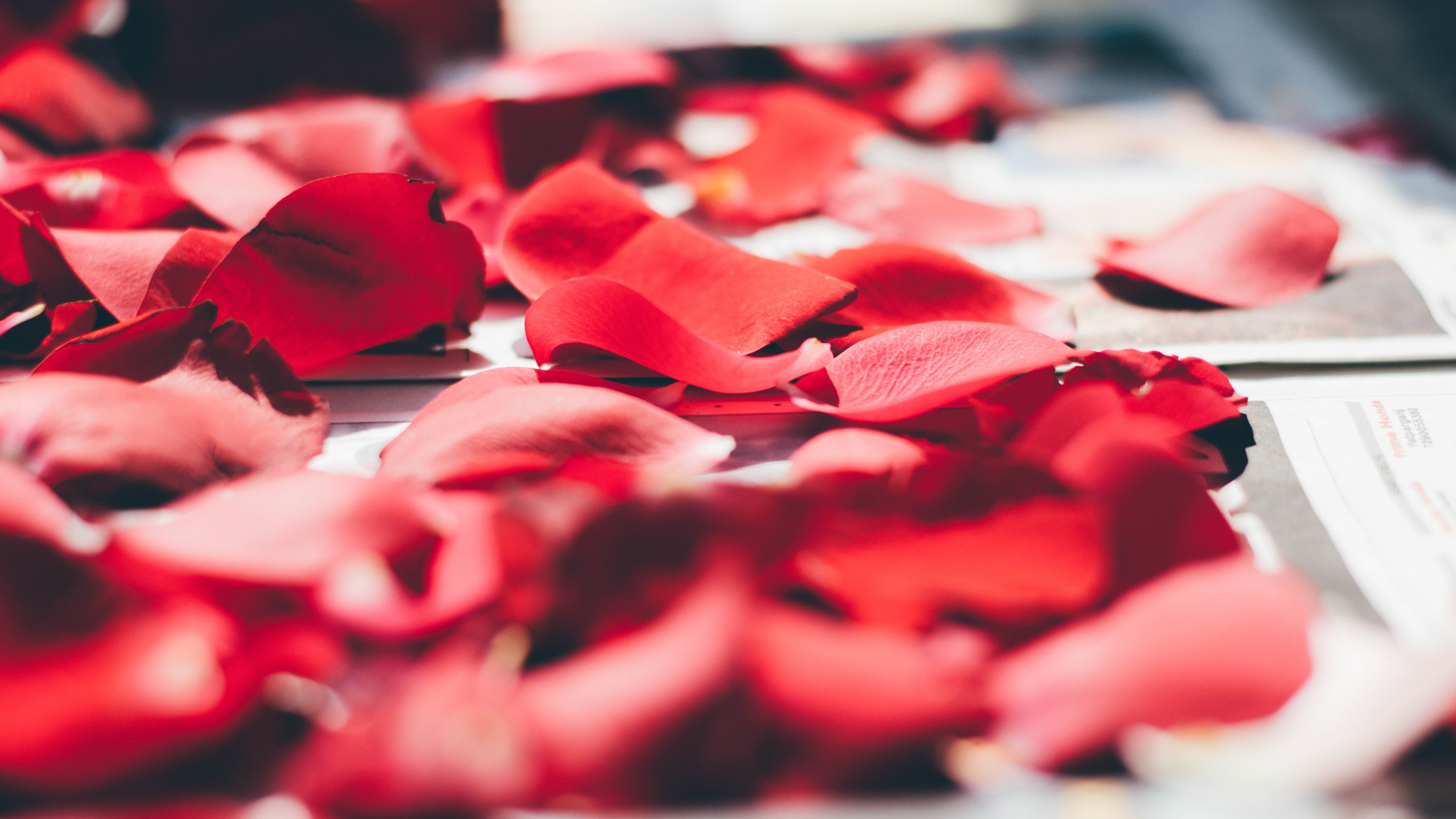 Free download wallpaper Miscellanea, Miscellaneous, Blur, Smooth, Rose Flower, Rose, Petals, Close Up on your PC desktop