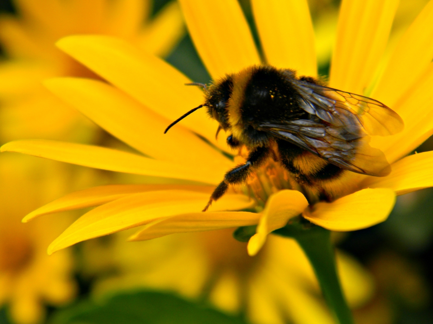 32338 descargar fondo de pantalla insectos, abejas, amarillo: protectores de pantalla e imágenes gratis