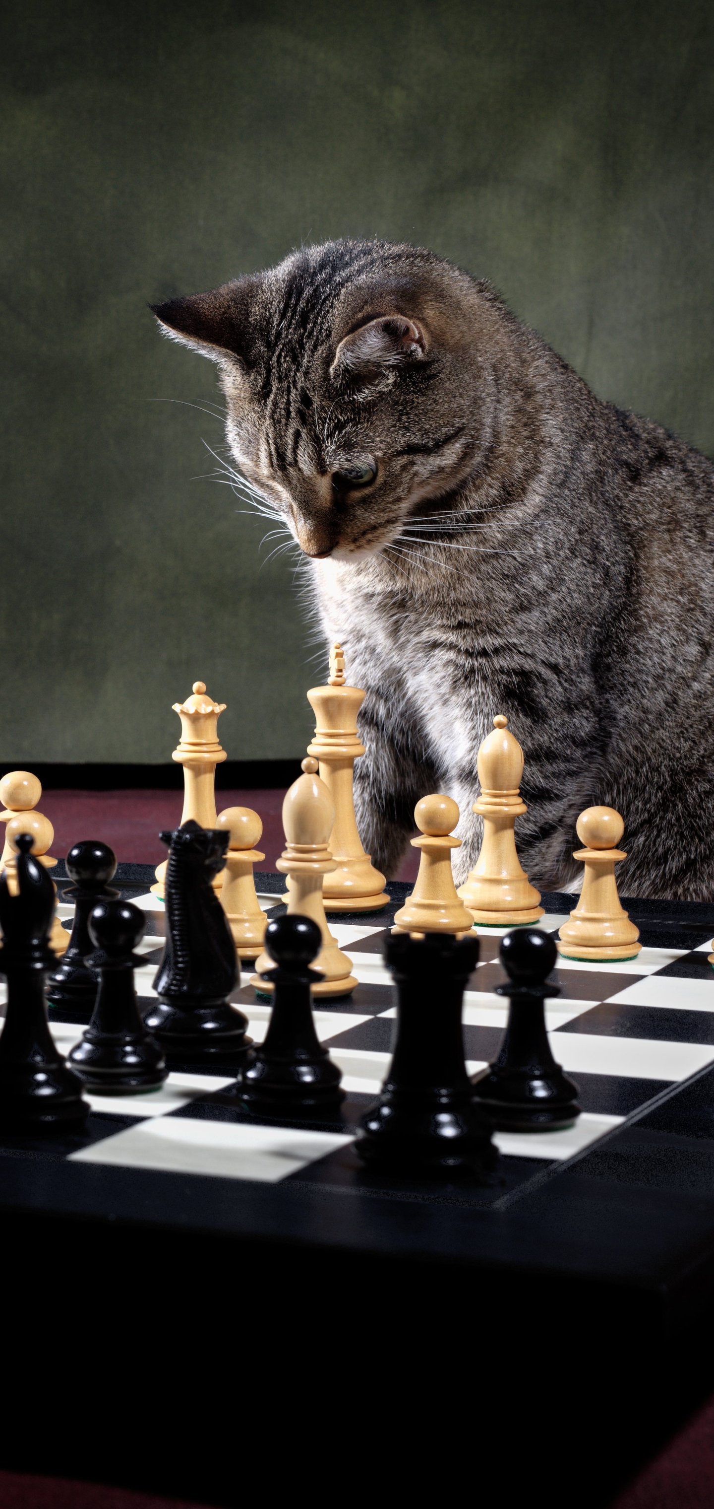 Download mobile wallpaper Cats, Chess, Cat, Animal for free.