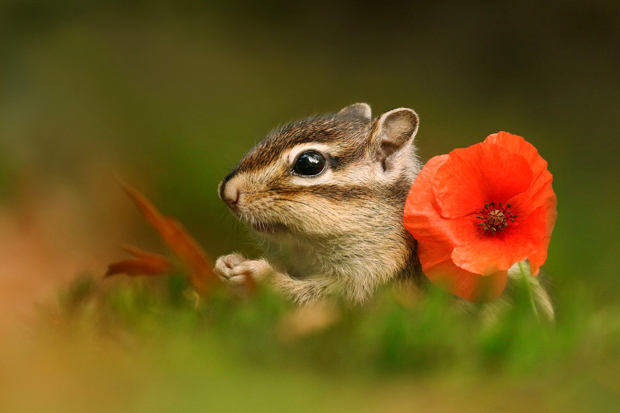 Download mobile wallpaper Animal, Rodent, Poppy, Chipmunk, Red Flower for free.