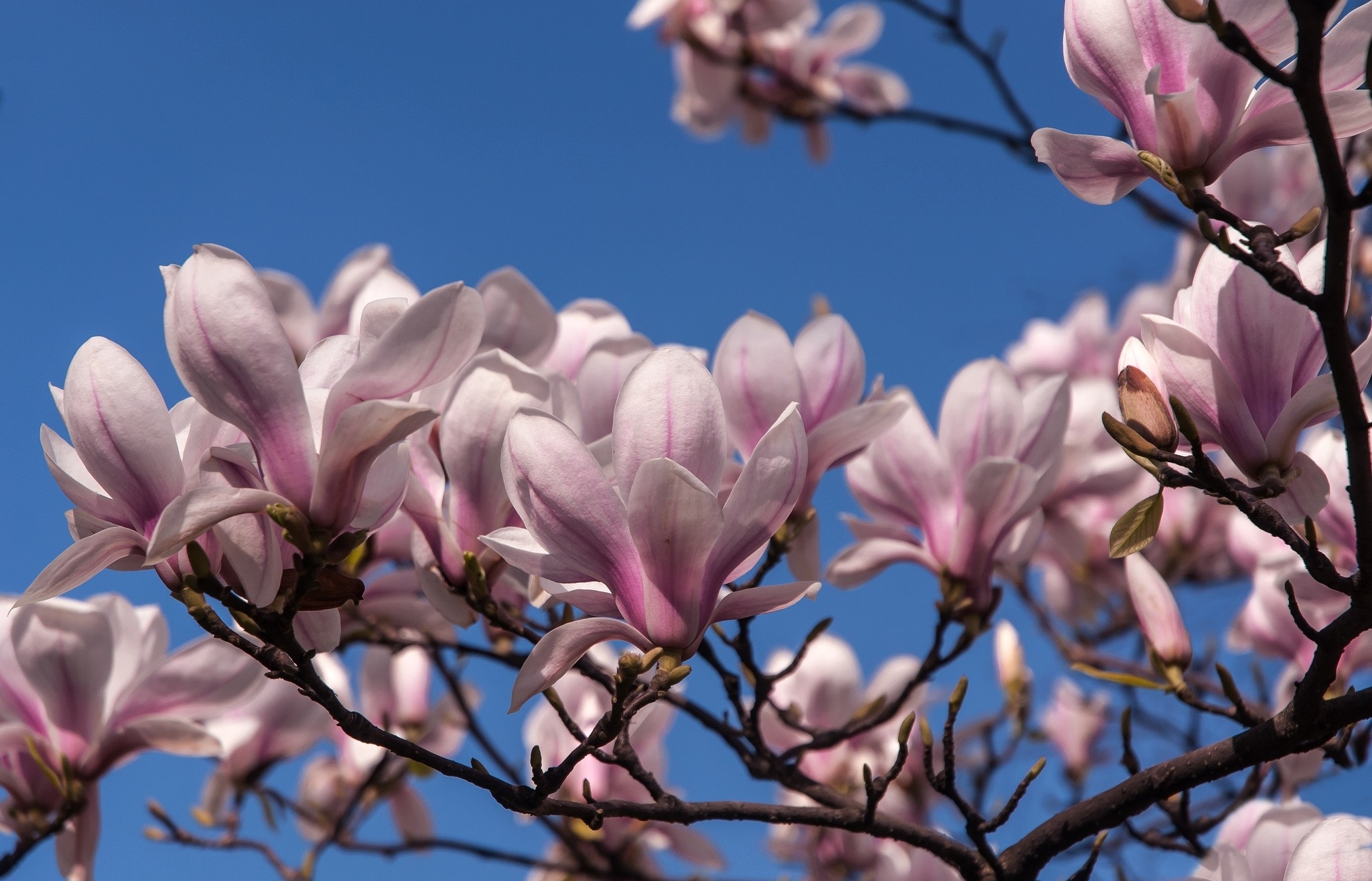 353630 descargar fondo de pantalla tierra/naturaleza, magnolia, flor de magnolia, primavera, árboles: protectores de pantalla e imágenes gratis