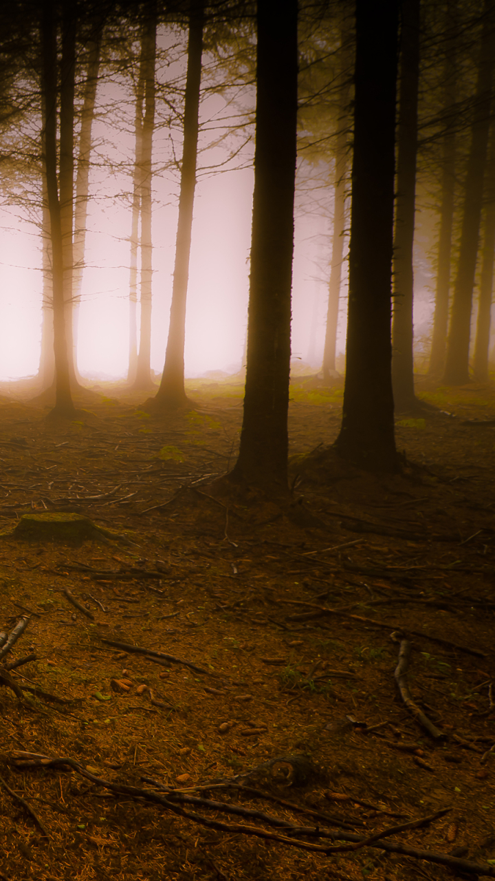 Descarga gratuita de fondo de pantalla para móvil de Niebla, Tierra/naturaleza.