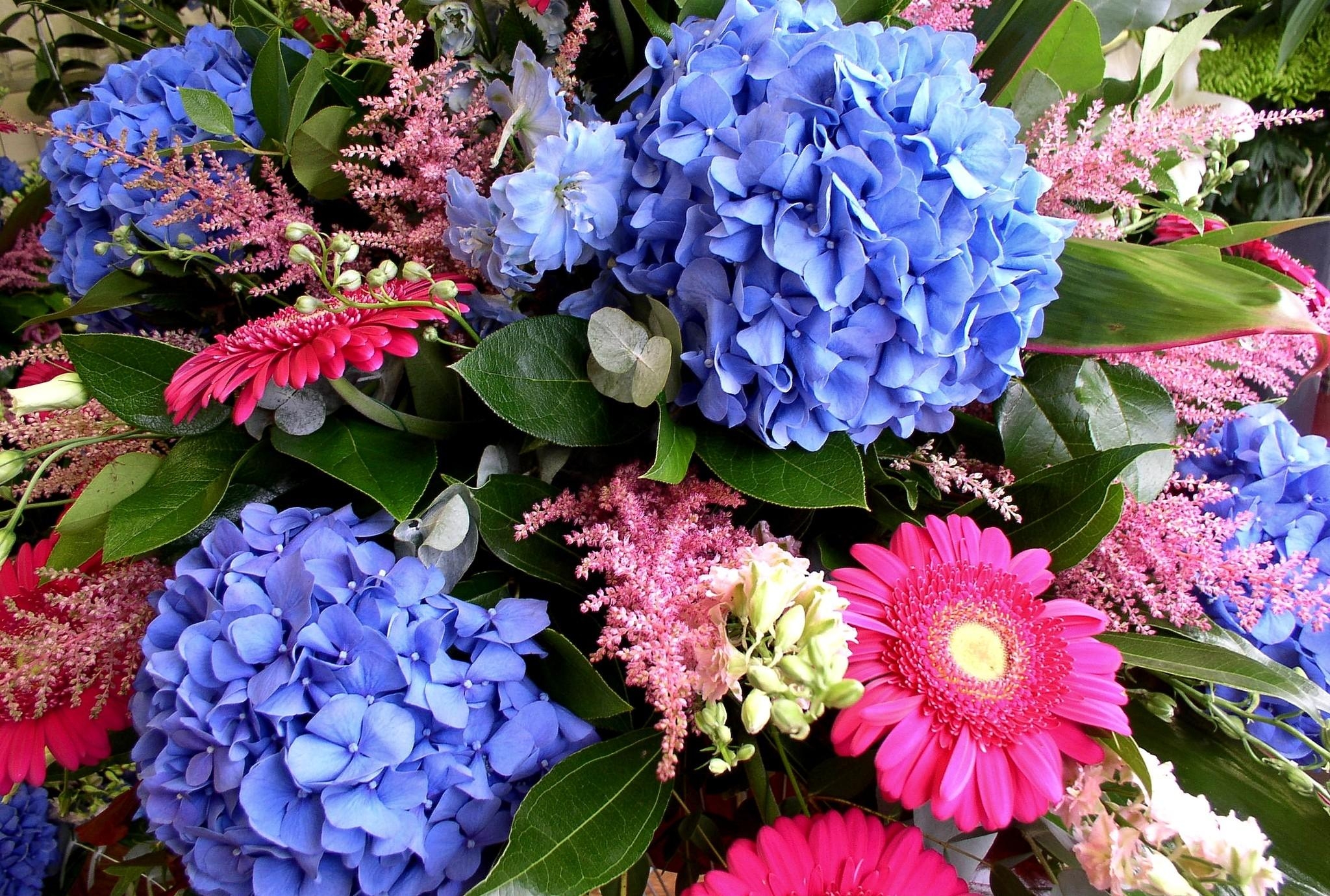 hydrangea, gerberas, flowers, registration, typography, bouquet, delphinium, dolphinium