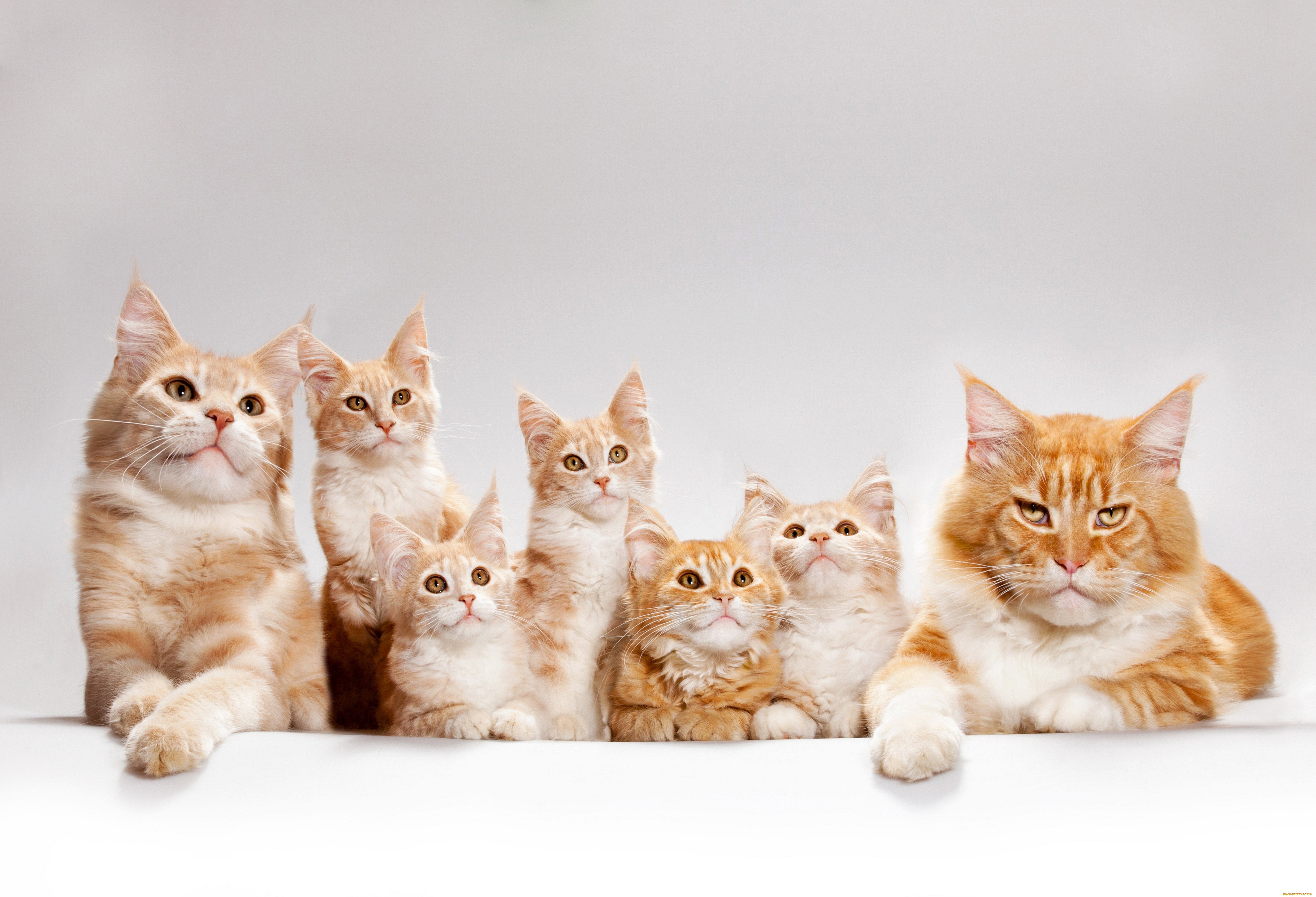 Download mobile wallpaper Cats, Cat, Kitten, Animal, Maine Coon, Baby Animal for free.