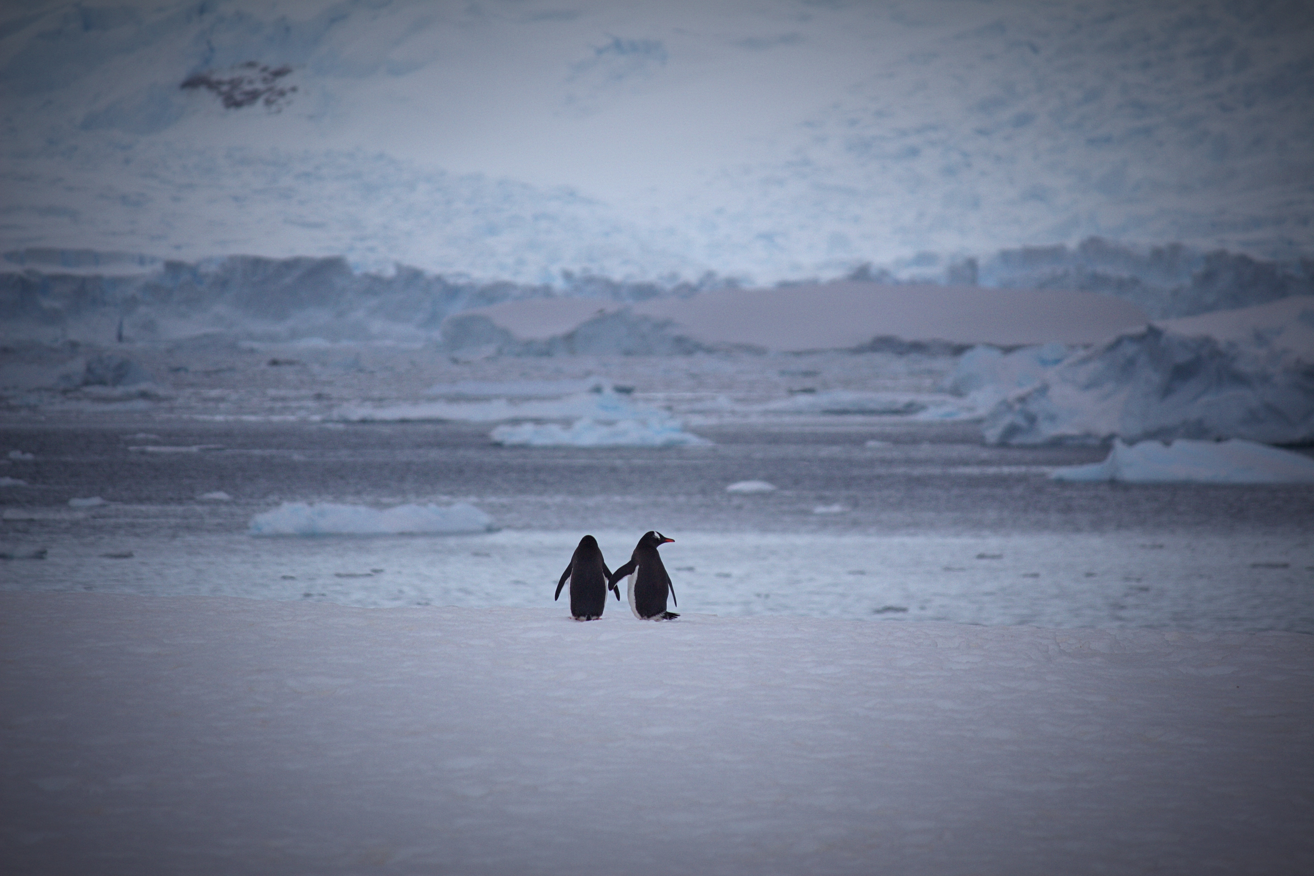 140255 descargar imagen pingüinos, nieve, amor, pareja, par, paseo: fondos de pantalla y protectores de pantalla gratis
