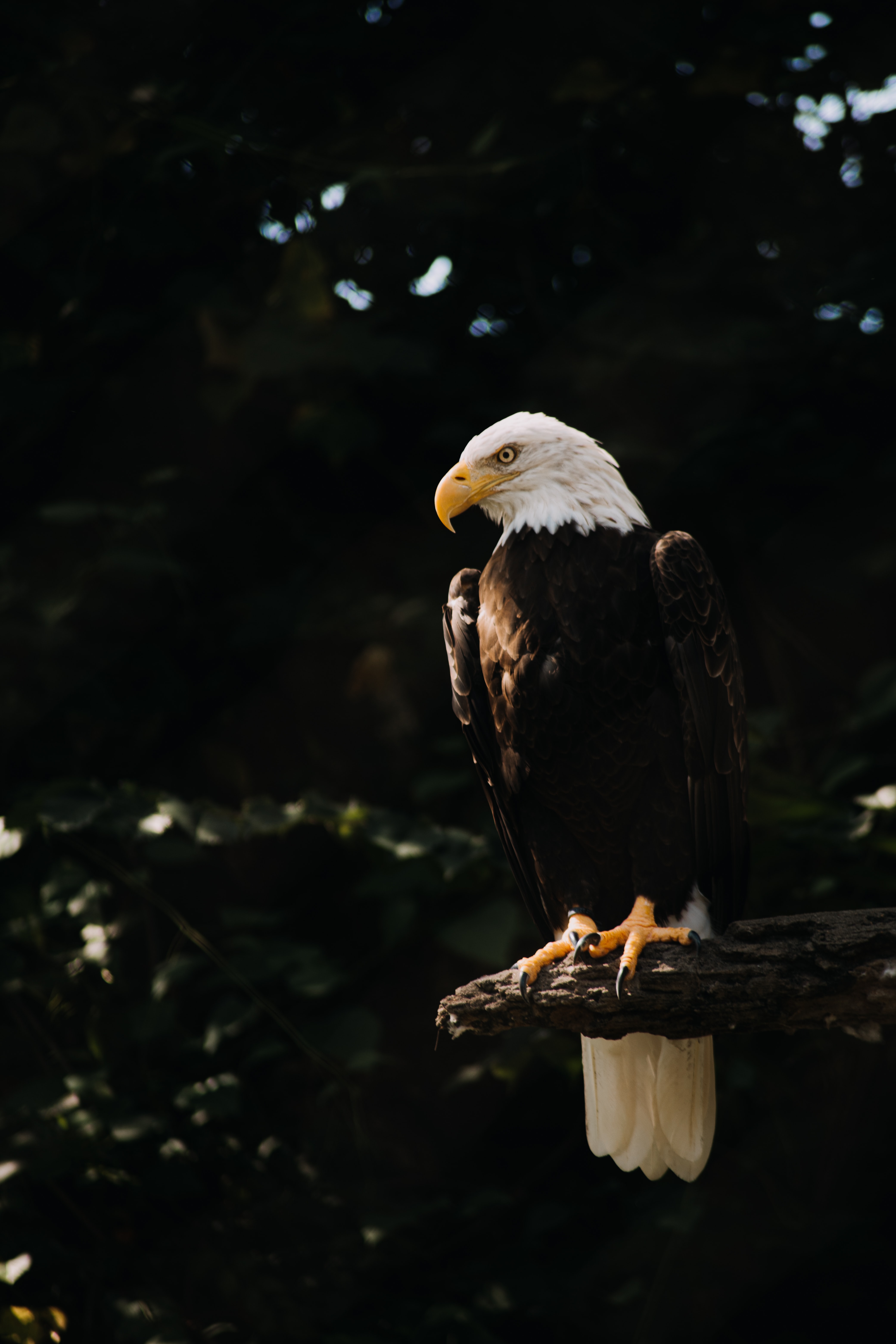 107914 descargar fondo de pantalla águila calva, animales, pájaro, madera, árbol, depredador, águila, águila cabeciblanca: protectores de pantalla e imágenes gratis
