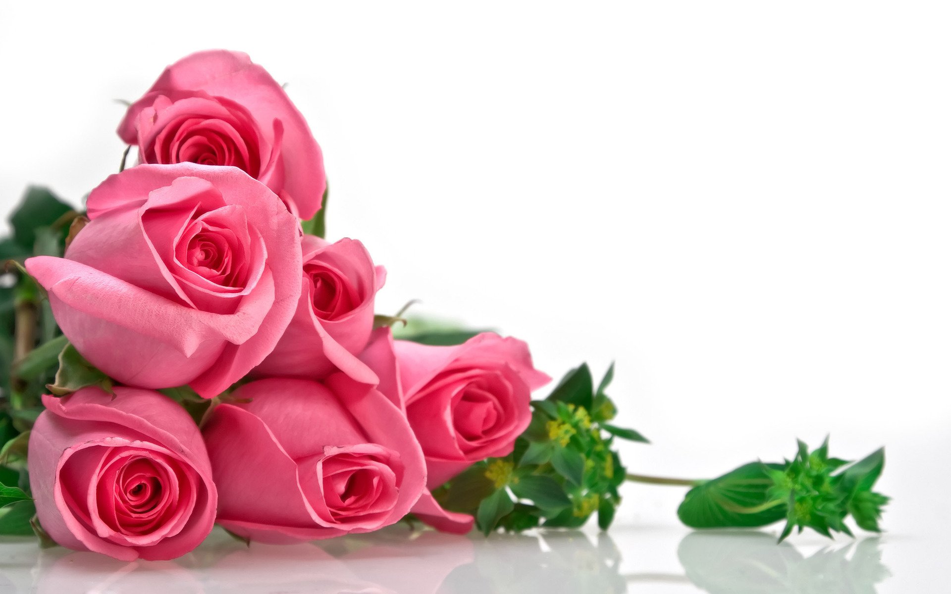 Descarga gratis la imagen Flores, Rosa, Flor, Tierra/naturaleza en el escritorio de tu PC