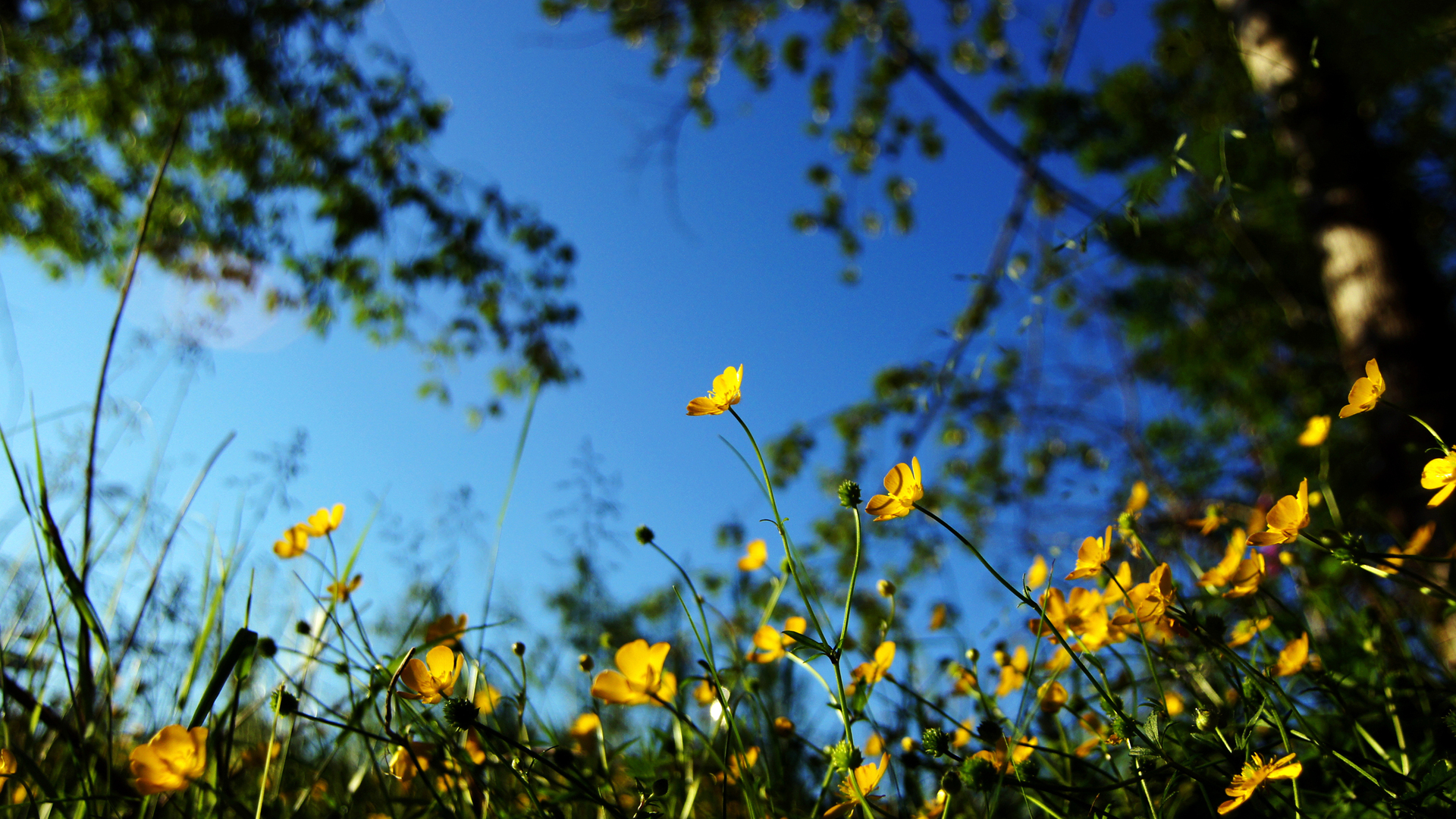 Free download wallpaper Flower, Earth on your PC desktop