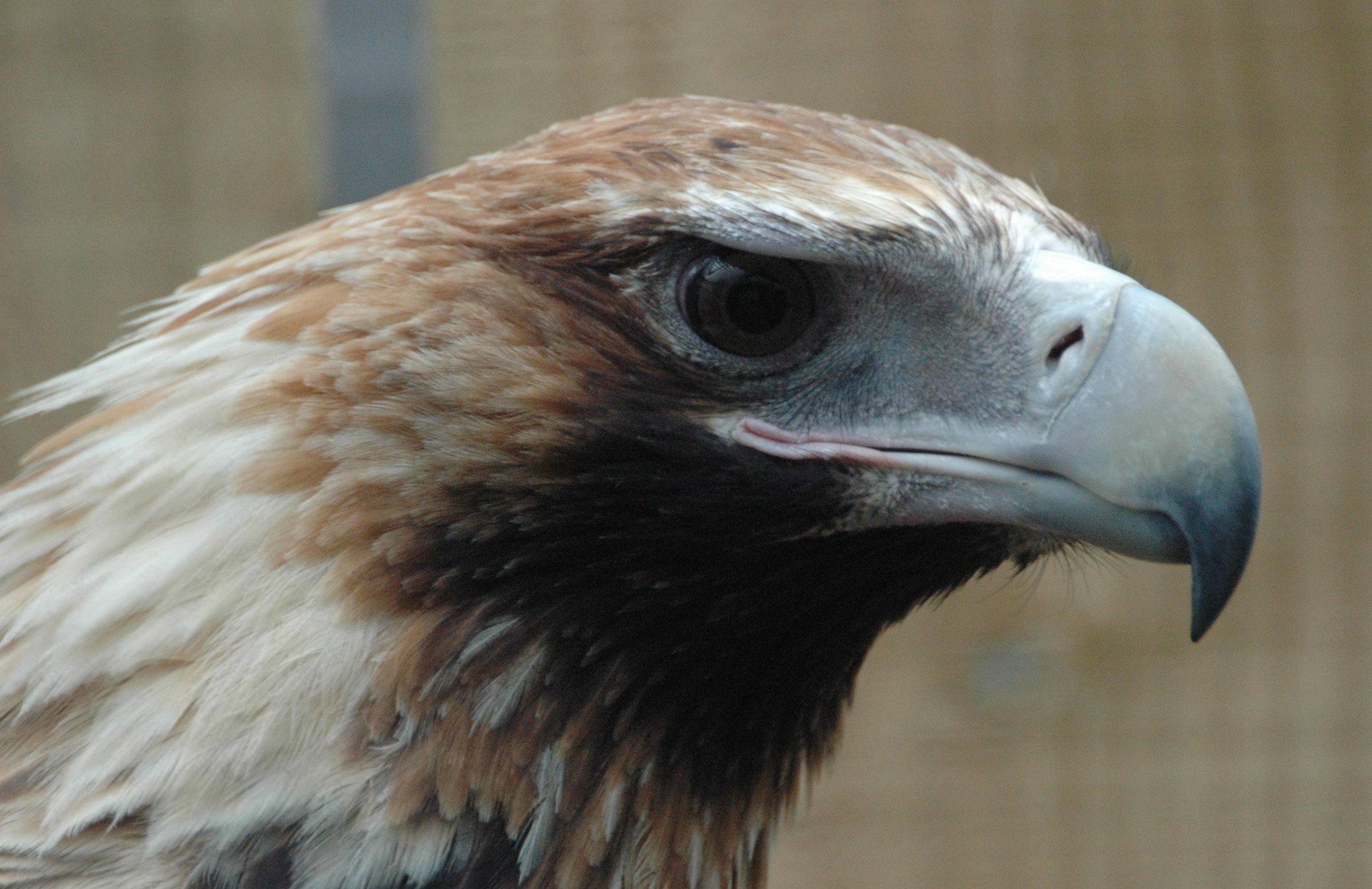 無料モバイル壁紙鳥, 動物をダウンロードします。