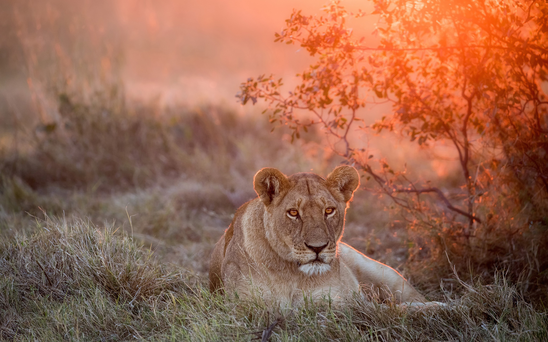 Download mobile wallpaper Lion, Lioness, Animal for free.
