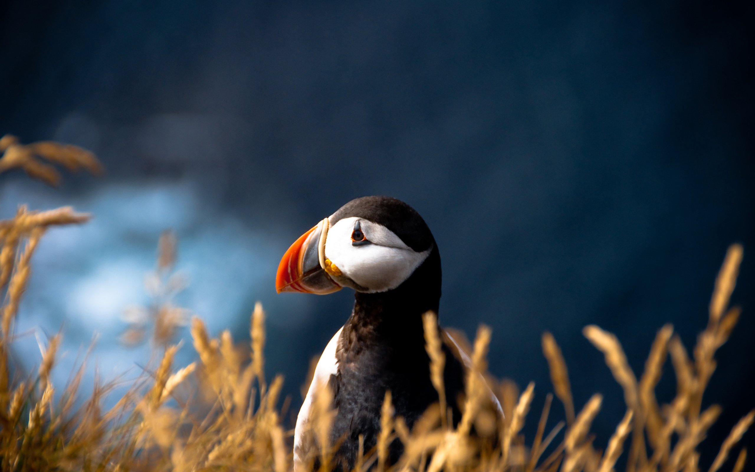 Download mobile wallpaper Puffin, Birds, Animal for free.