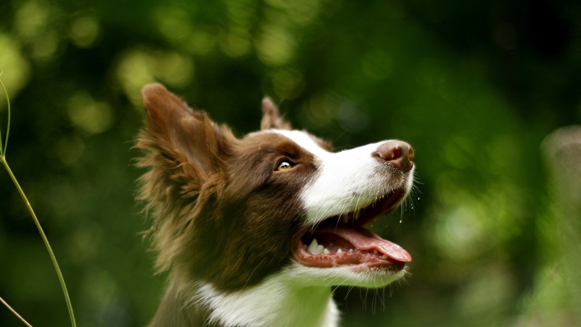 PCデスクトップに動物, 犬画像を無料でダウンロード