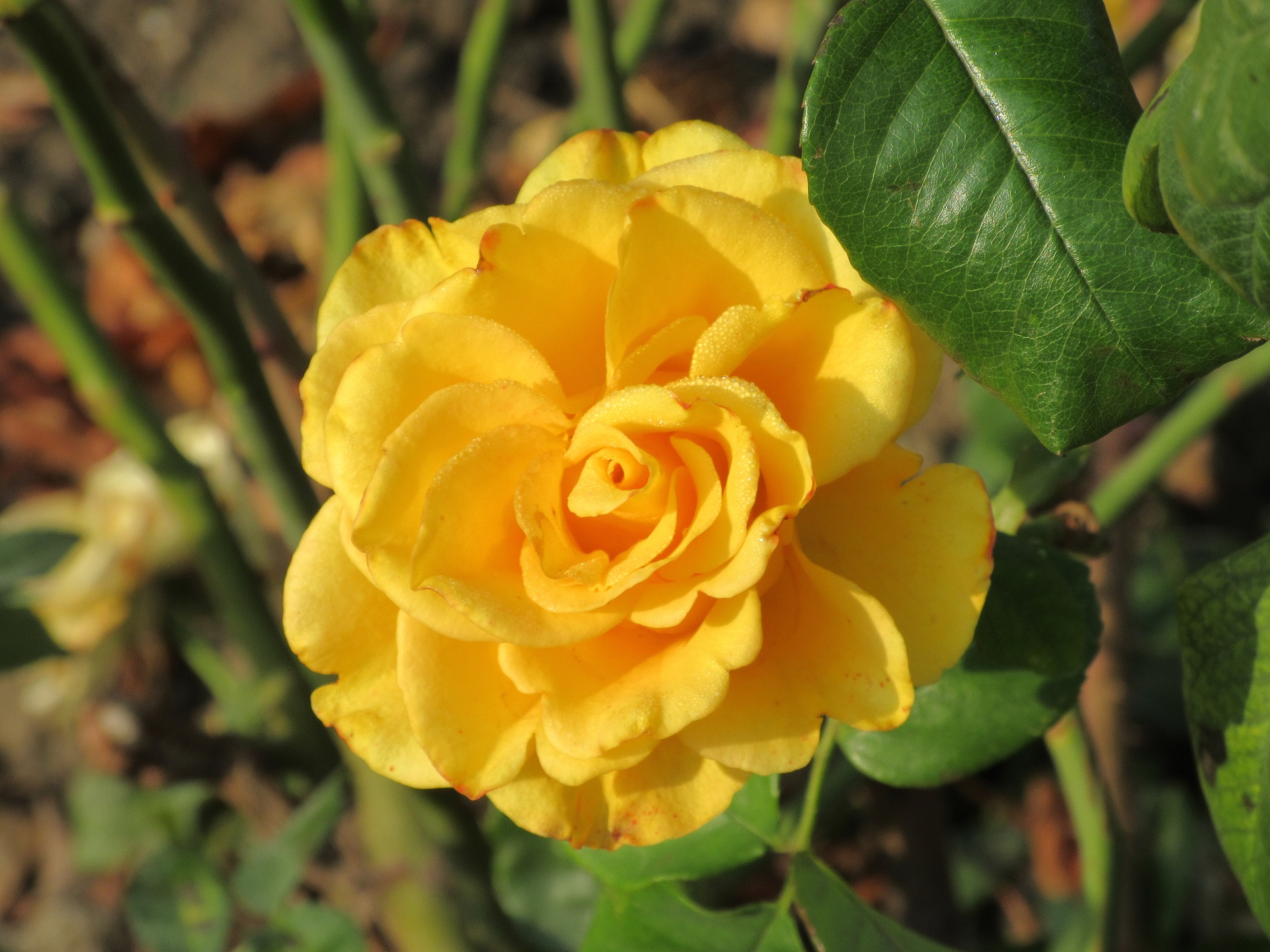 Handy-Wallpaper Blumen, Rose, Gelbe Rose, Erde/natur kostenlos herunterladen.