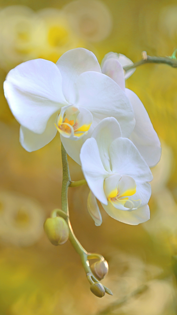 Download mobile wallpaper Nature, Flowers, Flower, Close Up, Earth, Bokeh, Orchid, White Flower for free.