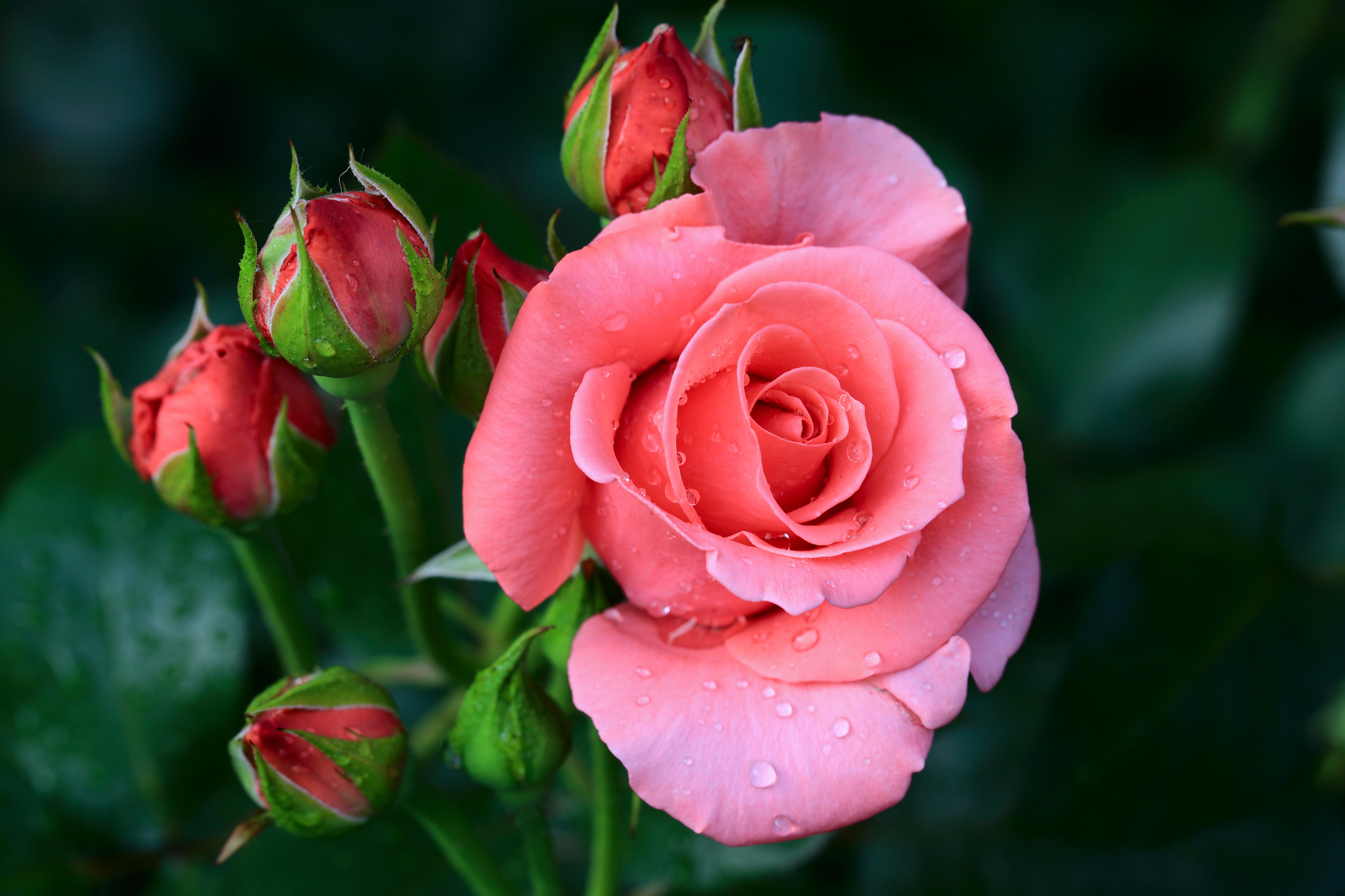 Скачать обои бесплатно Природа, Цветок, Роза, Крупный План, Земля/природа, Розовый Цветок, Флауэрсы картинка на рабочий стол ПК