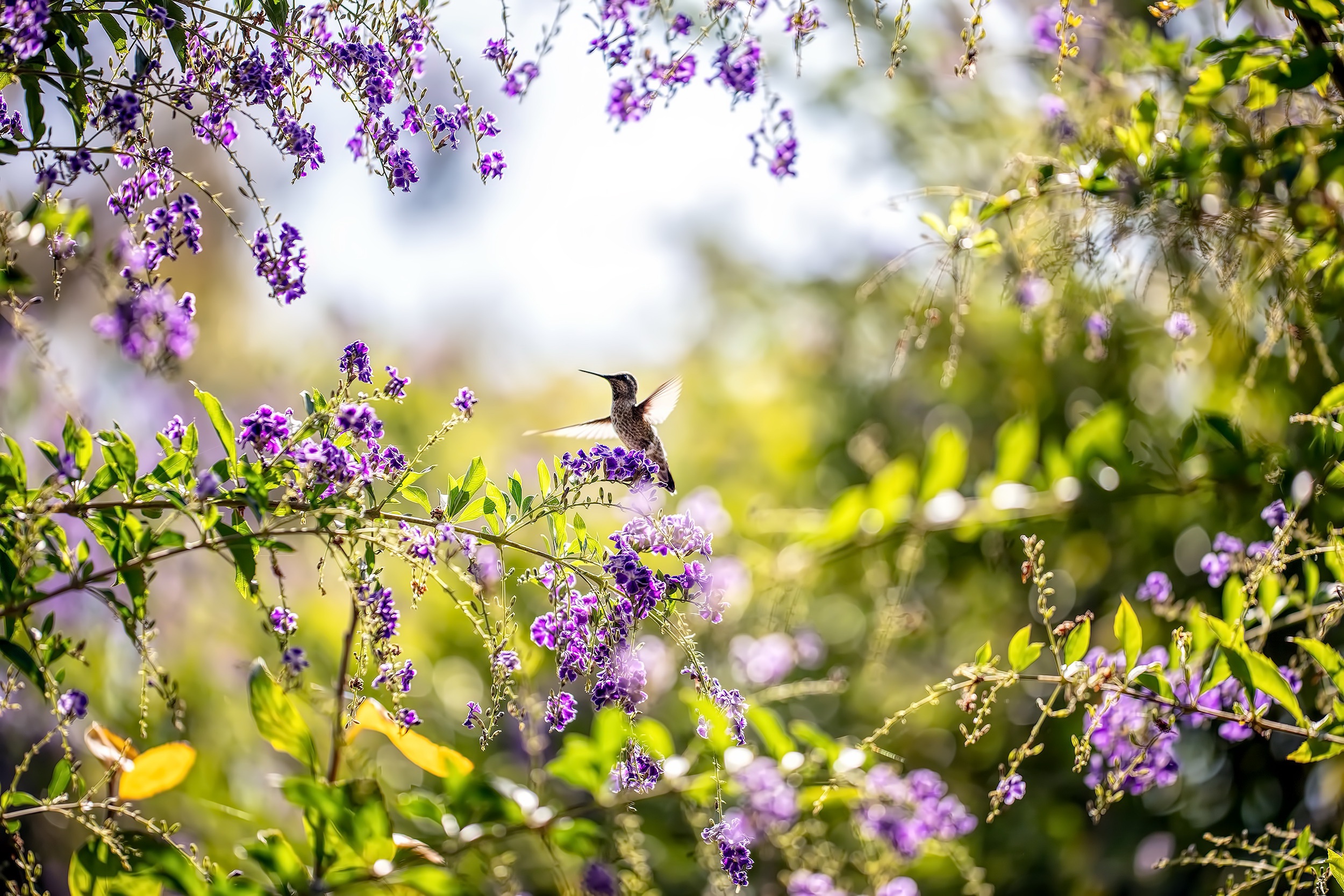無料モバイル壁紙動物, 鳥, 花, 春, ハチドリ, 紫色の花をダウンロードします。