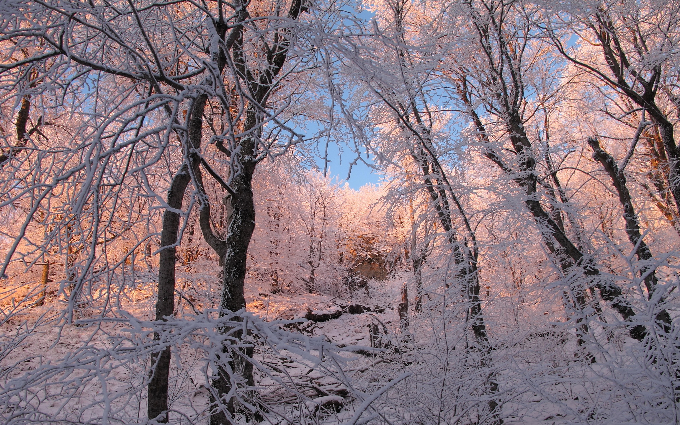Скачать картинку Зима, Снег, Лес, Дерево, Земля/природа в телефон бесплатно.