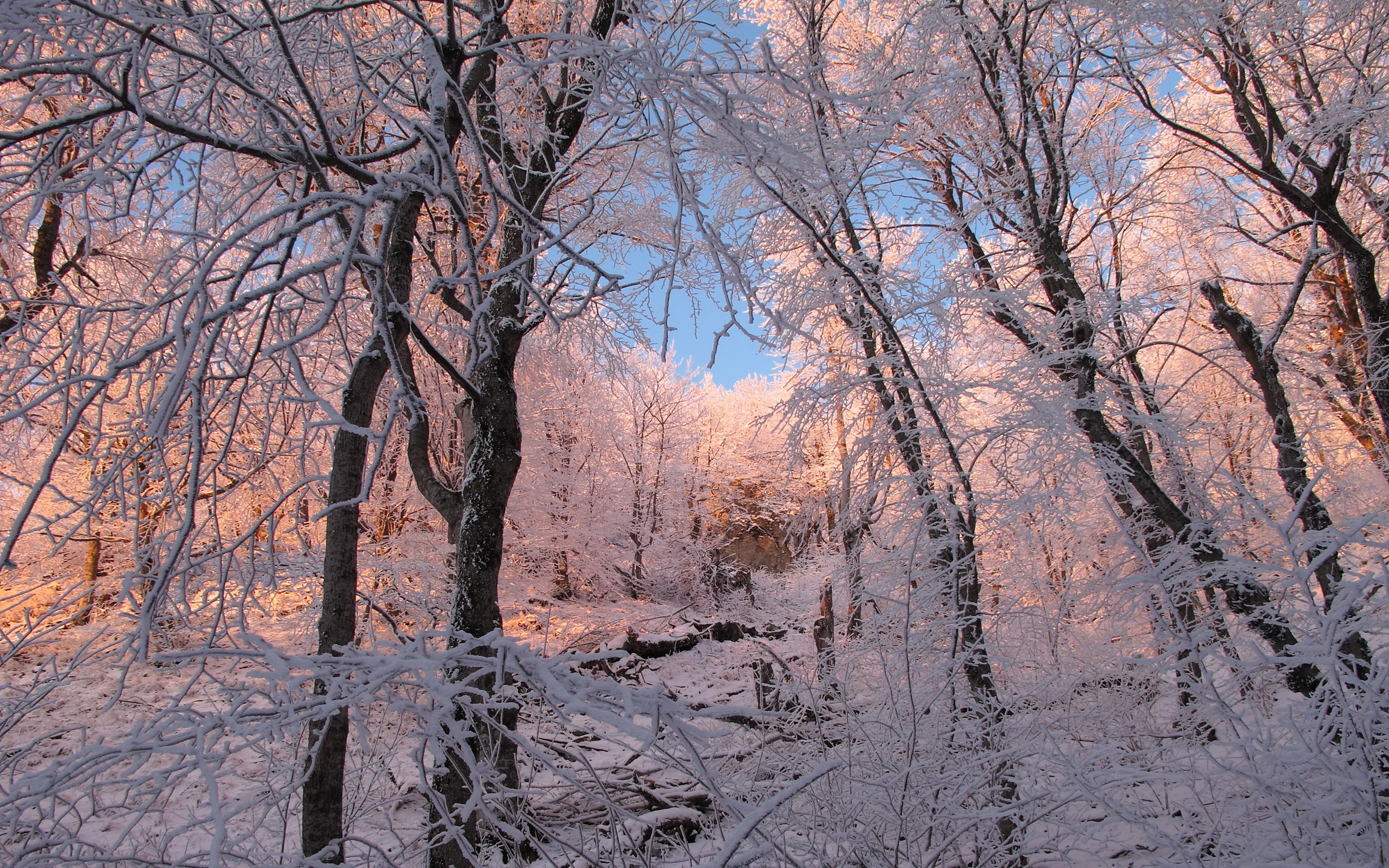 Download mobile wallpaper Winter, Snow, Forest, Tree, Earth for free.