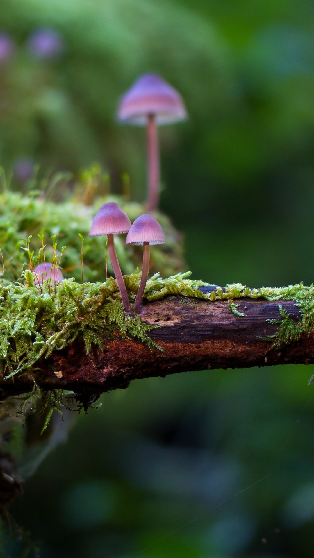 Download mobile wallpaper Nature, Earth, Mushroom, Moss for free.