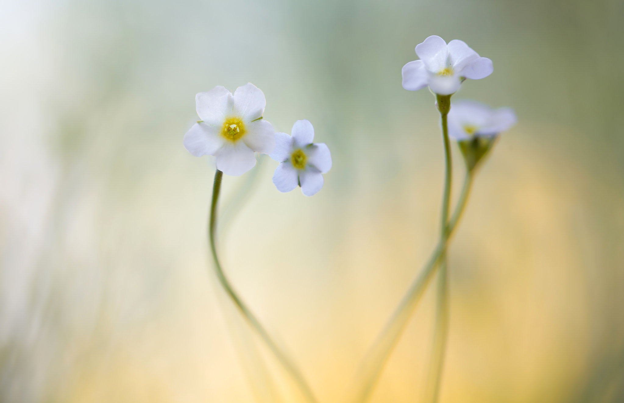 Free download wallpaper Flowers, Flower, Macro, Blur, Earth, White Flower on your PC desktop