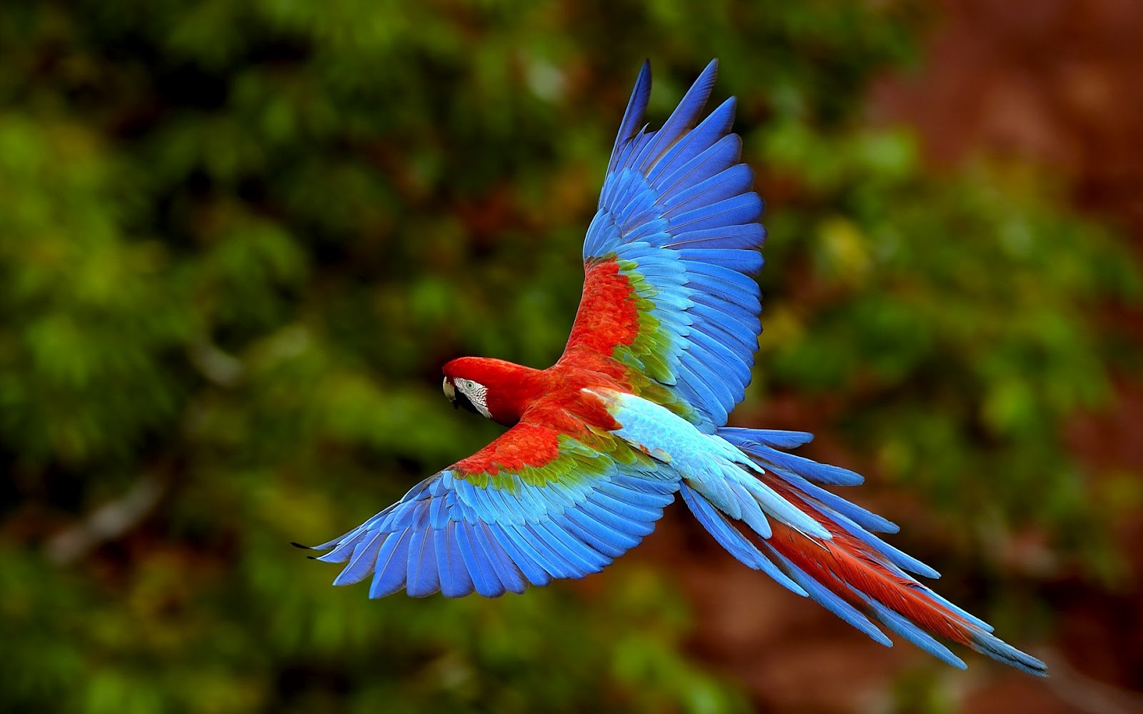 Laden Sie das Tiere, Vogel, Grünflügelara-Bild kostenlos auf Ihren PC-Desktop herunter