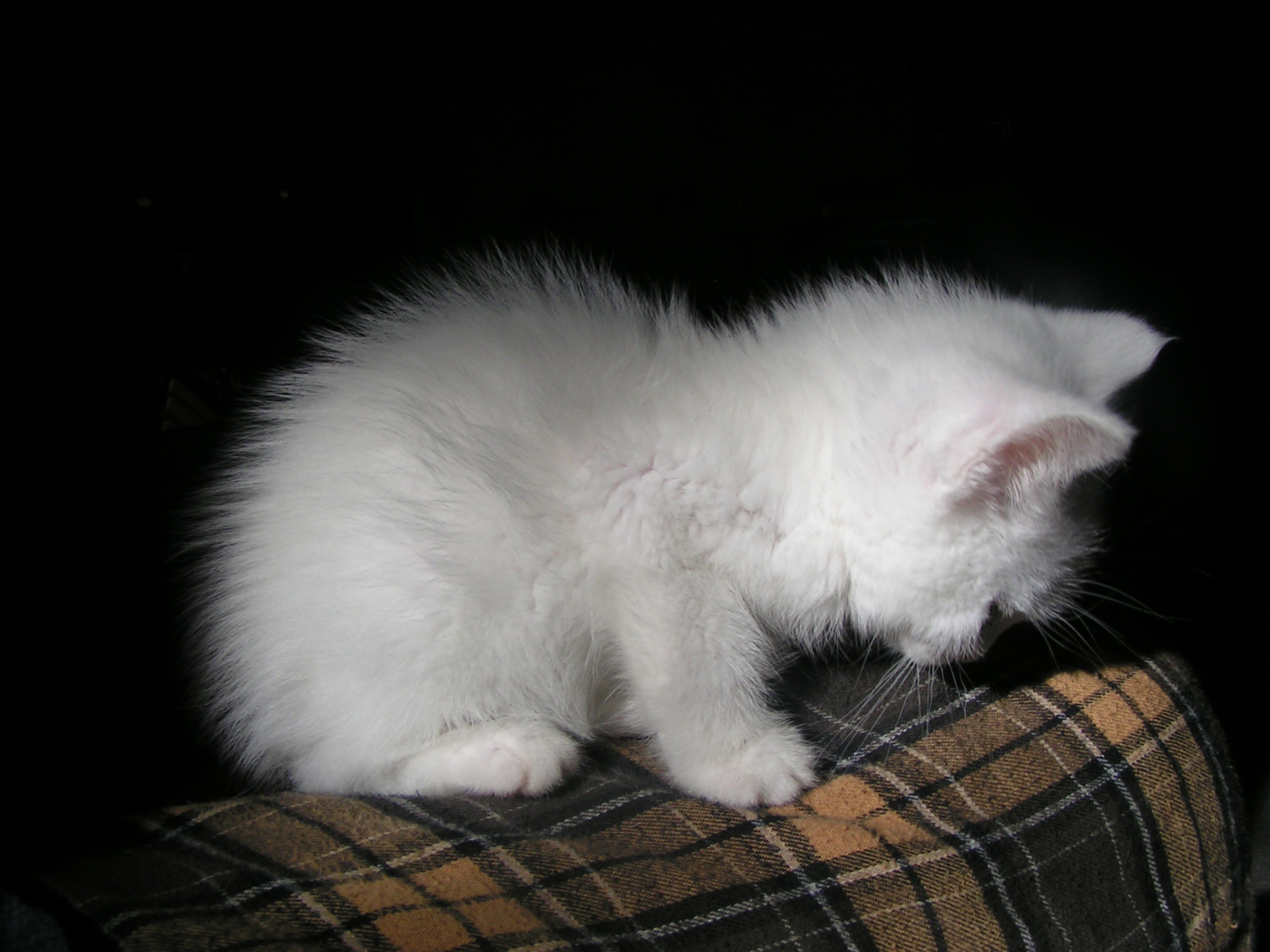 Baixe gratuitamente a imagem Animais, Gatos, Gato na área de trabalho do seu PC