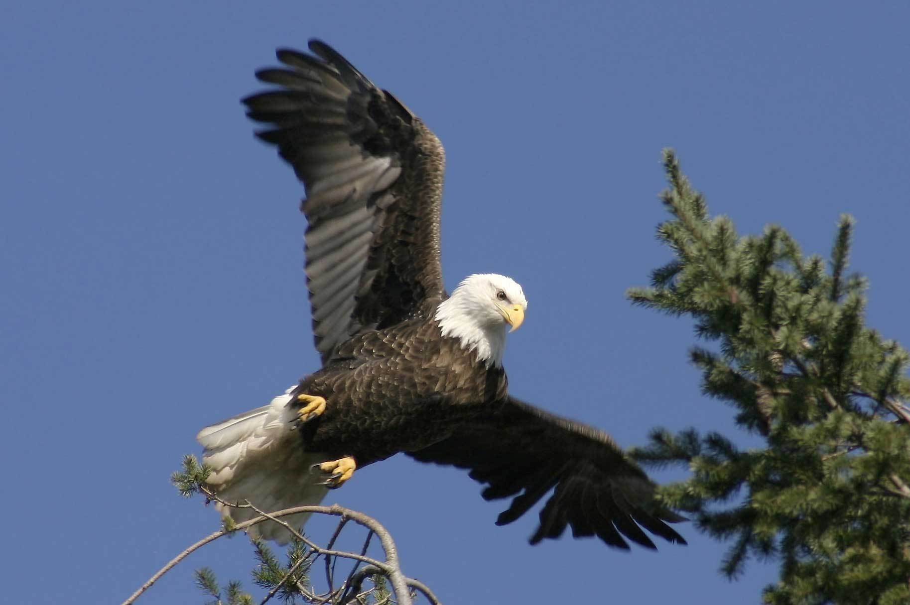 wings, eagle, bird, animals, feather, predator Smartphone Background